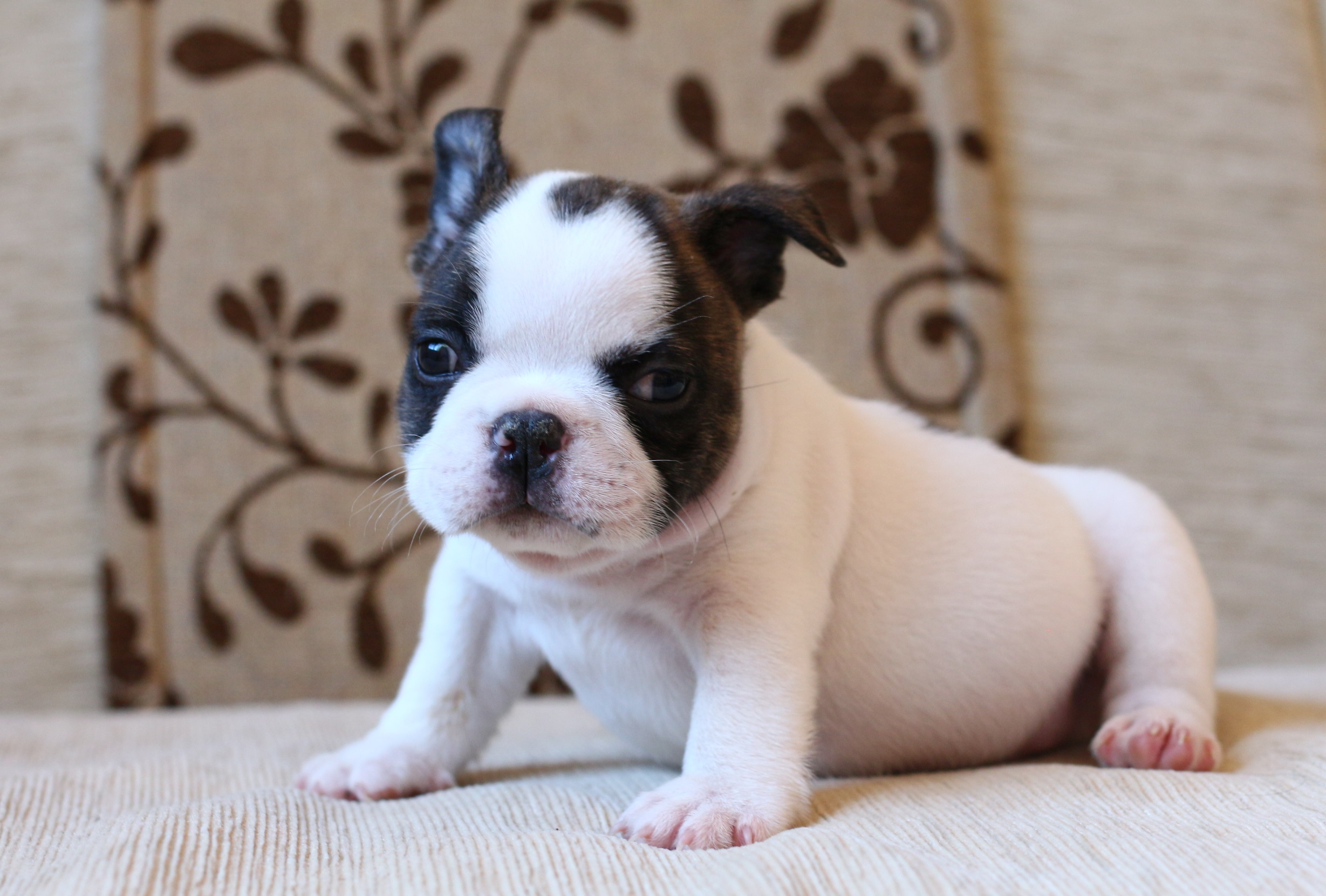 เด็กชายพะโล้ หน้าตากวนๆ มาร์คกิ้งหน้ากาก