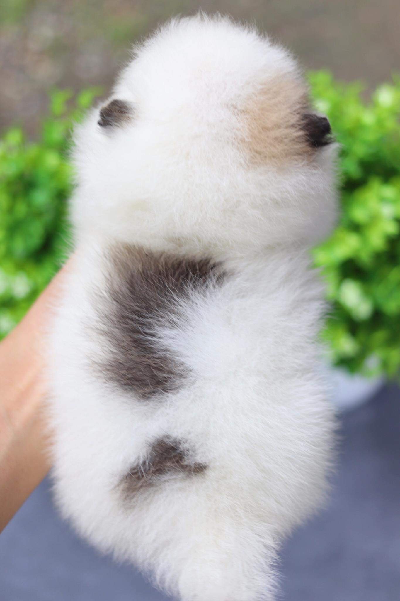 ปอมเมอเรเนียน เพศเมีย