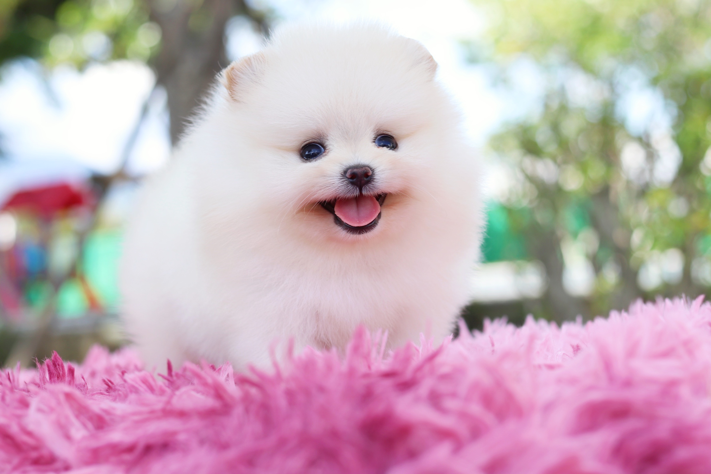 ปอมเมอเรเนียน เพศเมีย เกรดโชว์