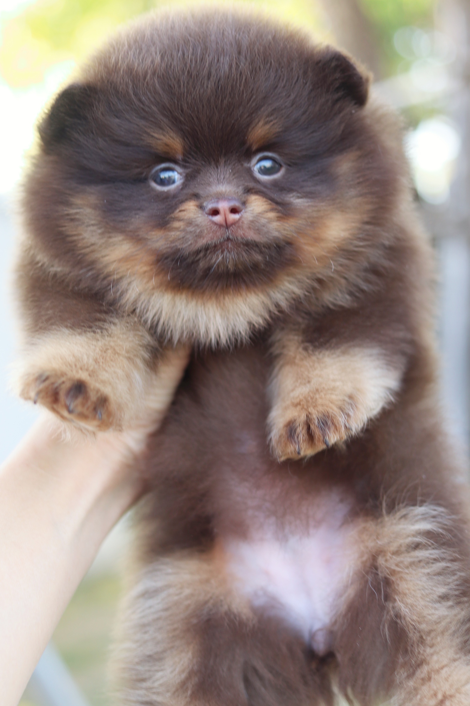 ปอมเมอเรเนียน เพศเมียสีช็อคแทน