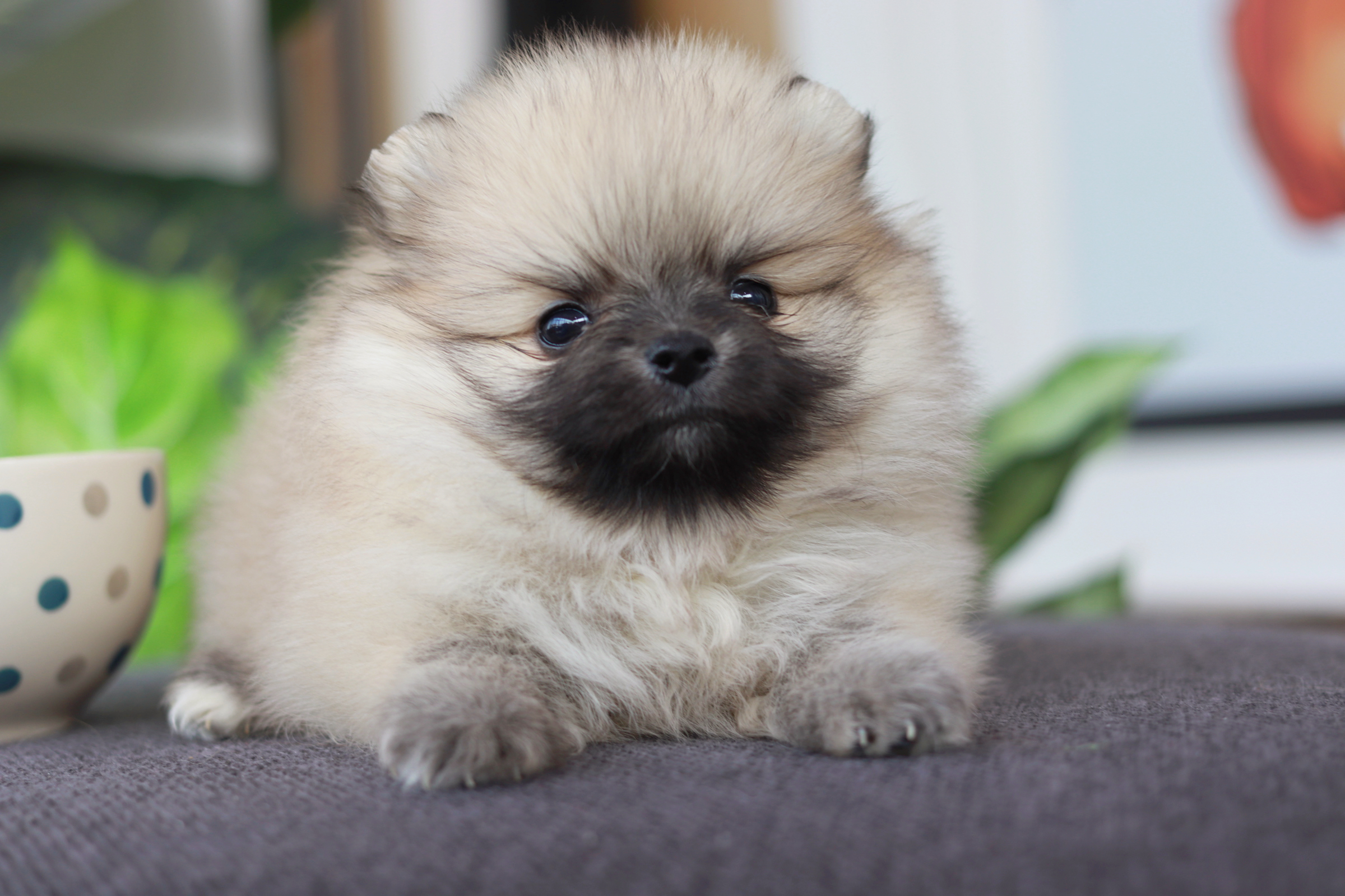 ปอมเมอเรเนียน เพศเมีย