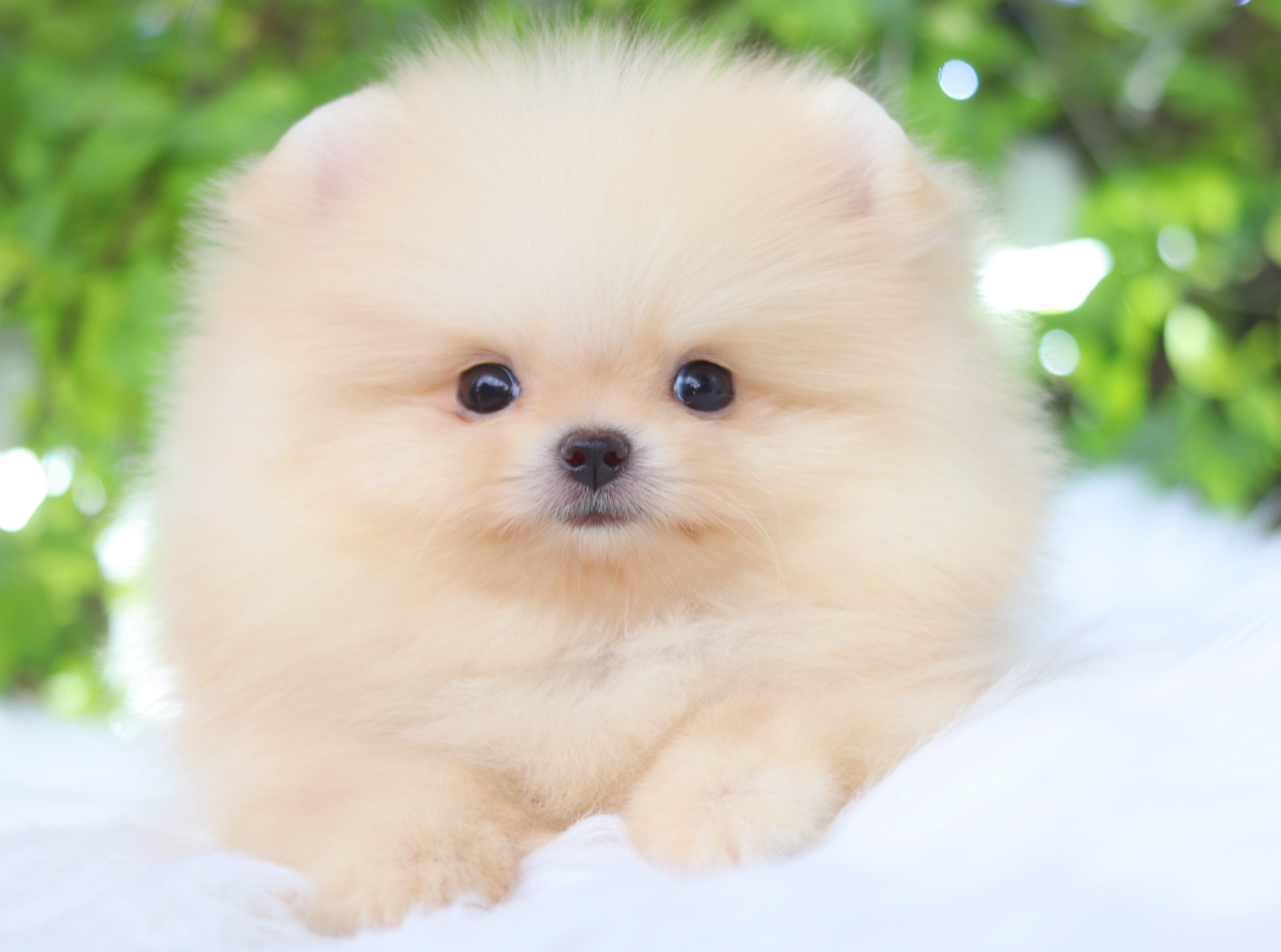 ปอมเมอเรเนียน เพศผู้ สีครีม เกรดโชว์