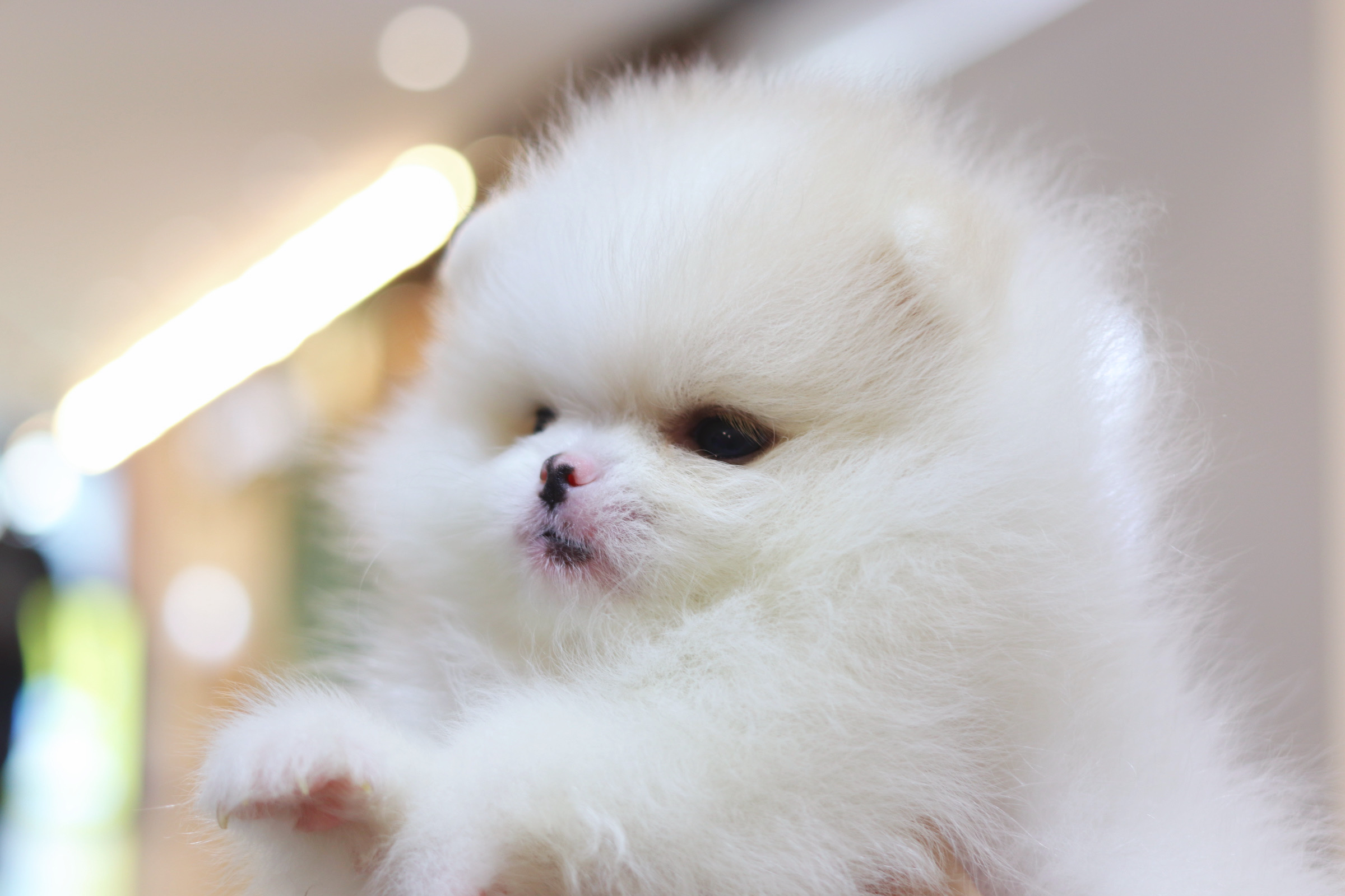 ปอมเมอเรเนียน เพศเมียสีขาวครีม เกรดโชว์