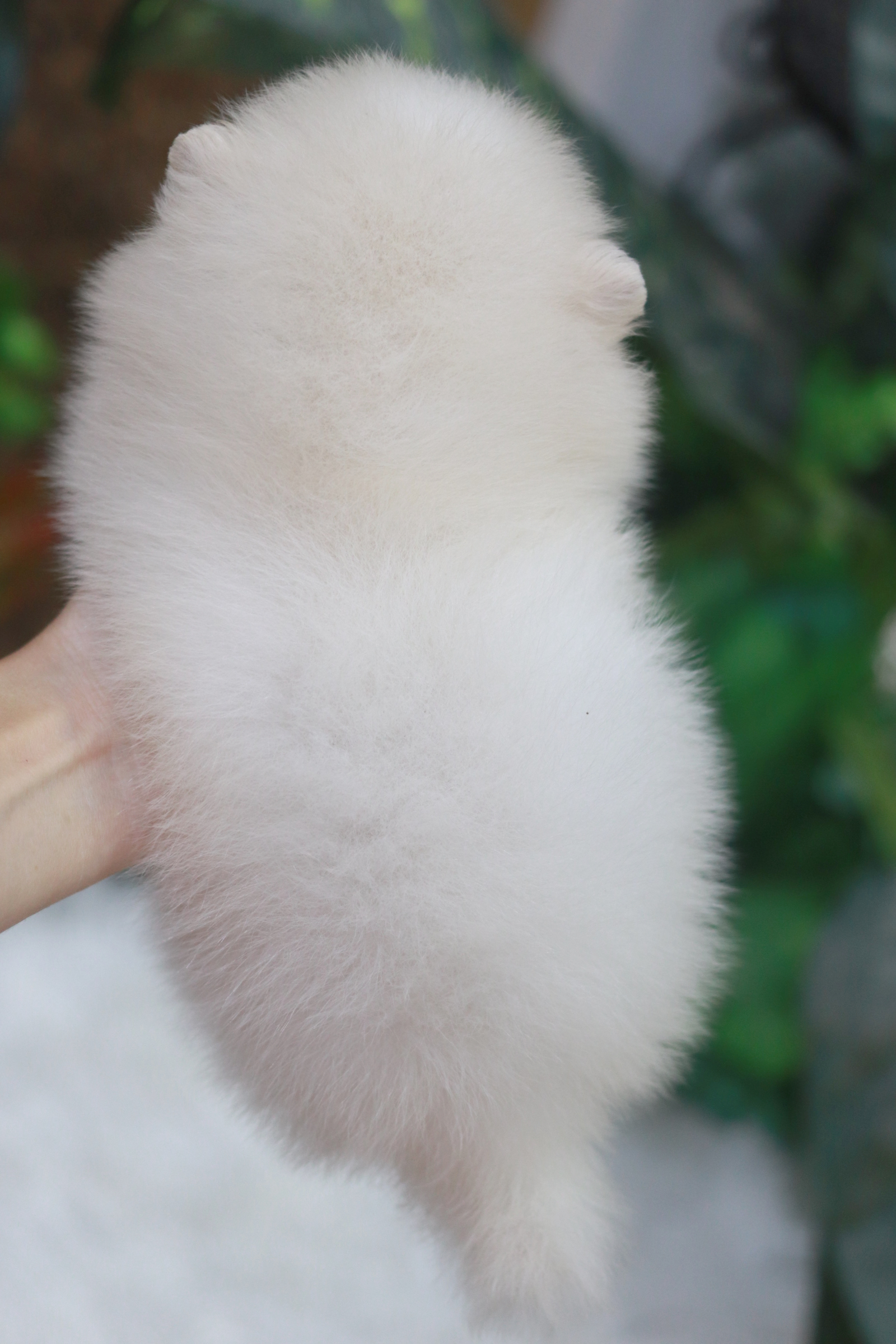 ปอมเมอเรเนียน เพศผู้ขาวครีมหน้าตุ๊กตา