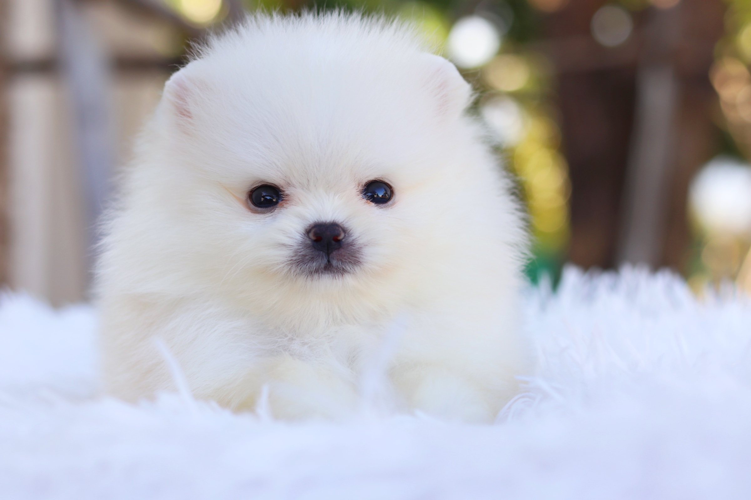 ปอมเมอเรเนียน เพศผู้ ไซส์เล็ก เกรดโชว์