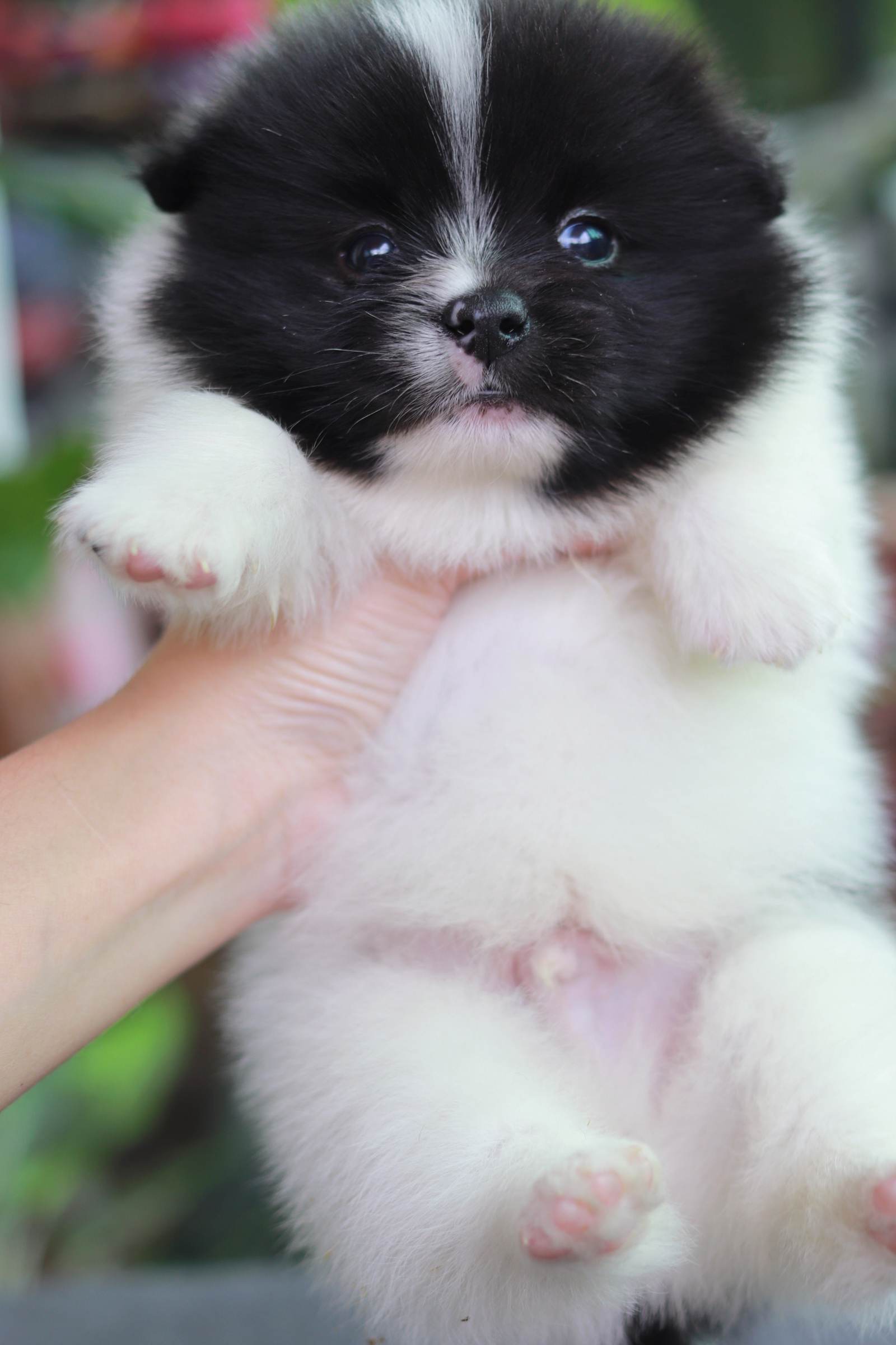 ปอมเมอเรเนียน เพศผู้