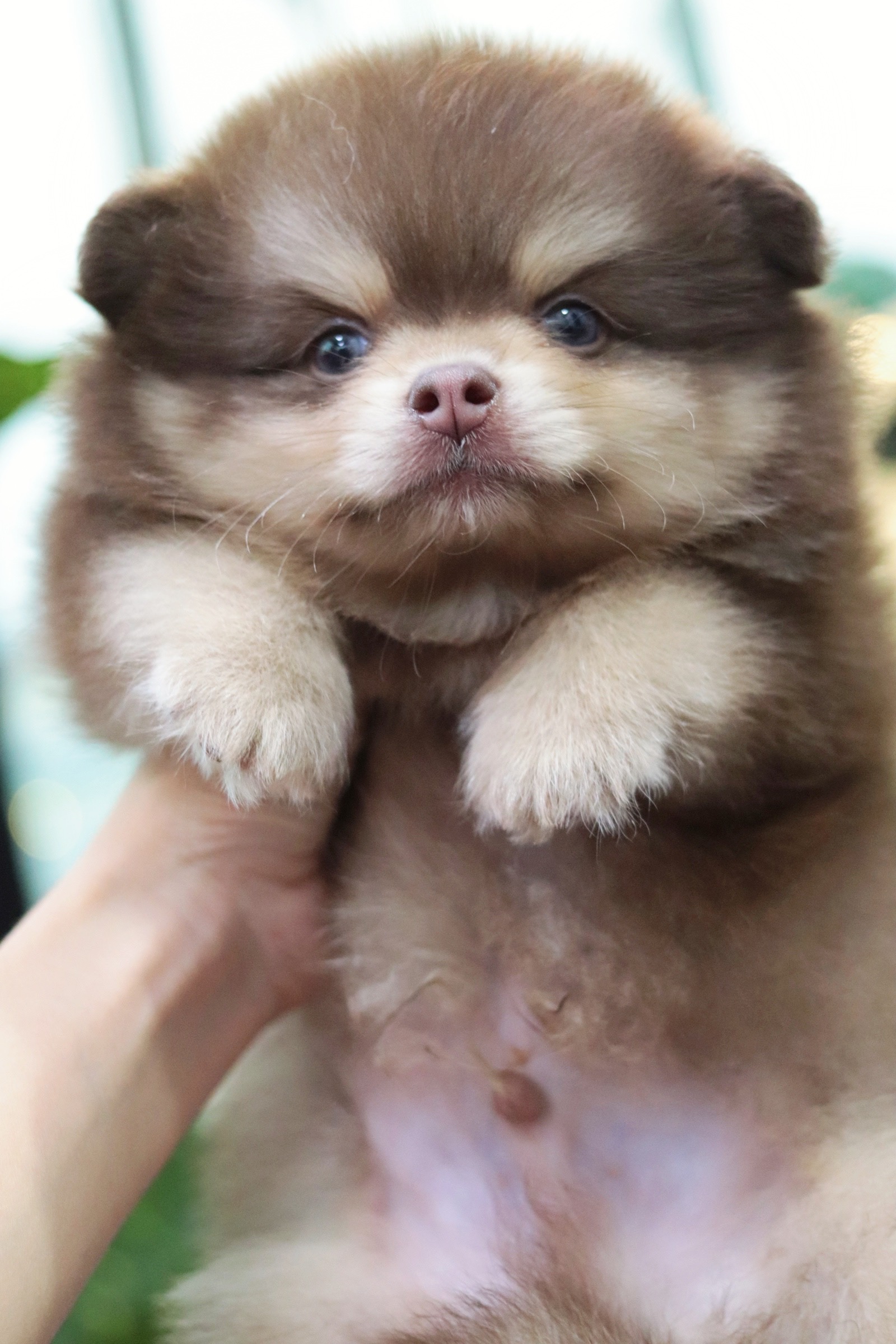 ปอมเมอเรเนียน เพศผู้ สีช็อคแทน