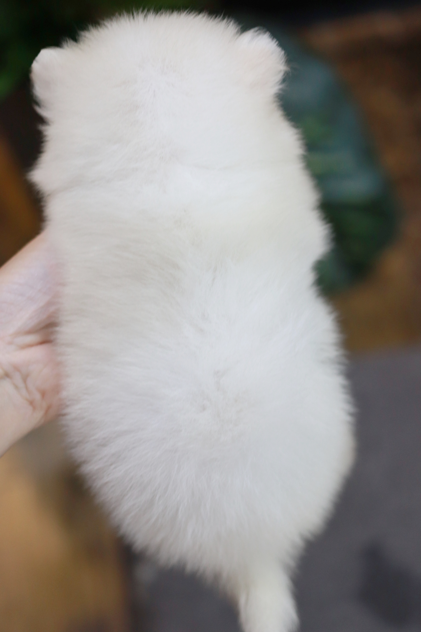 ปอมเมอเรเนียน เพศผู้ สีขาว