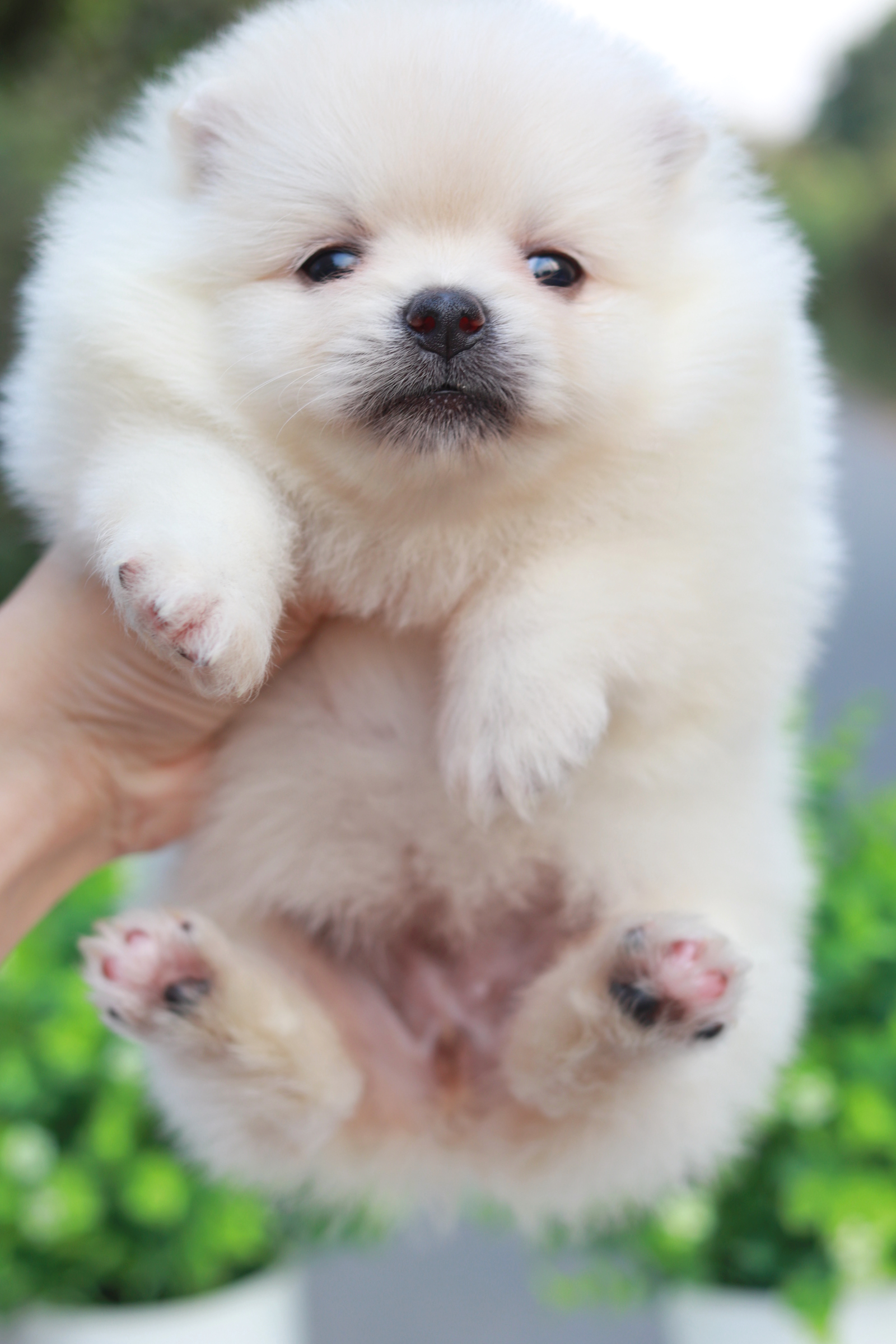 ปอมเมอเรเนียน เพศเมีย