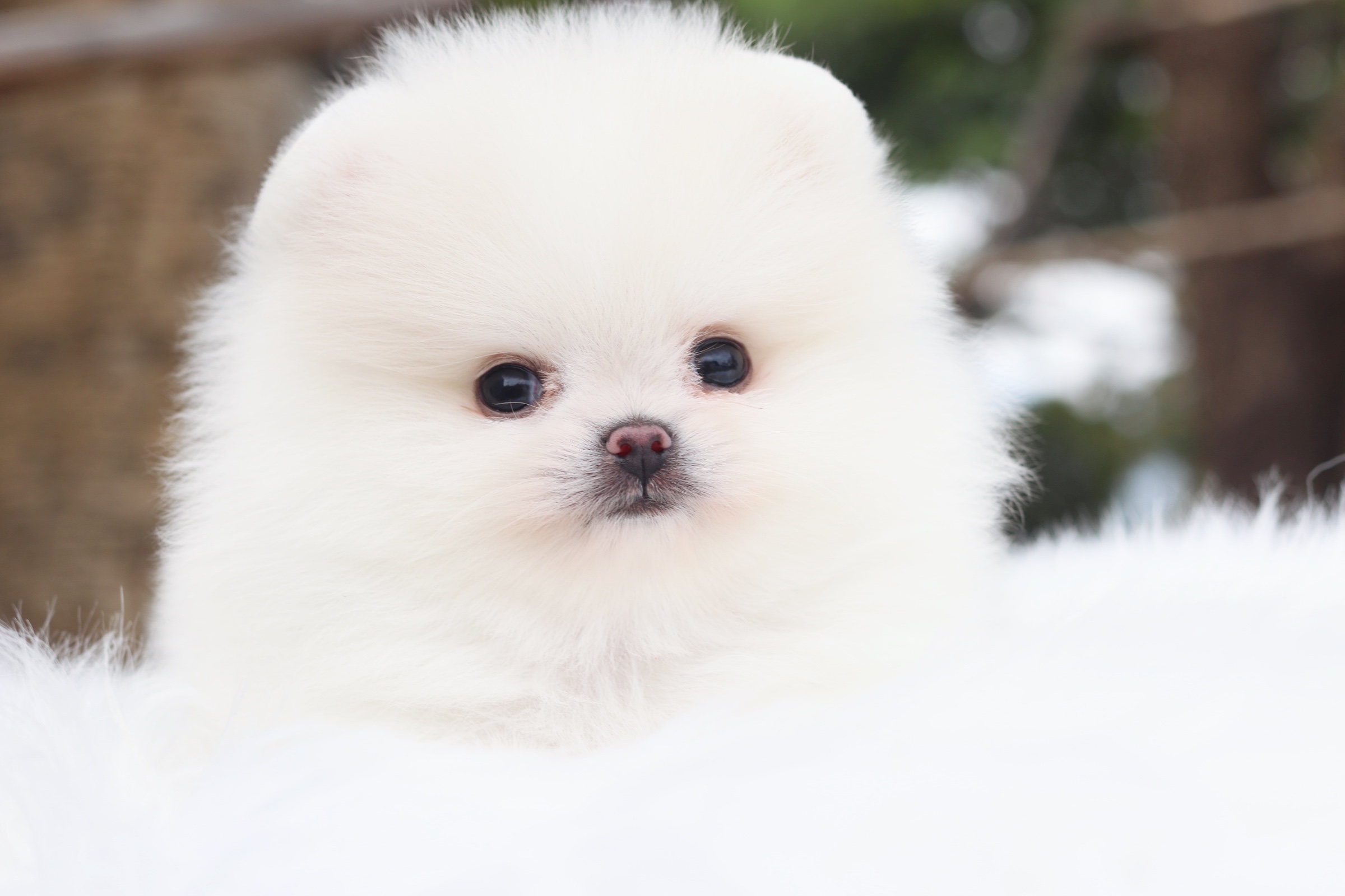 ปอมเมอเรเนียน เพศผู้ สีขาวครีมเกรดโชว์ไซส์เล็ก