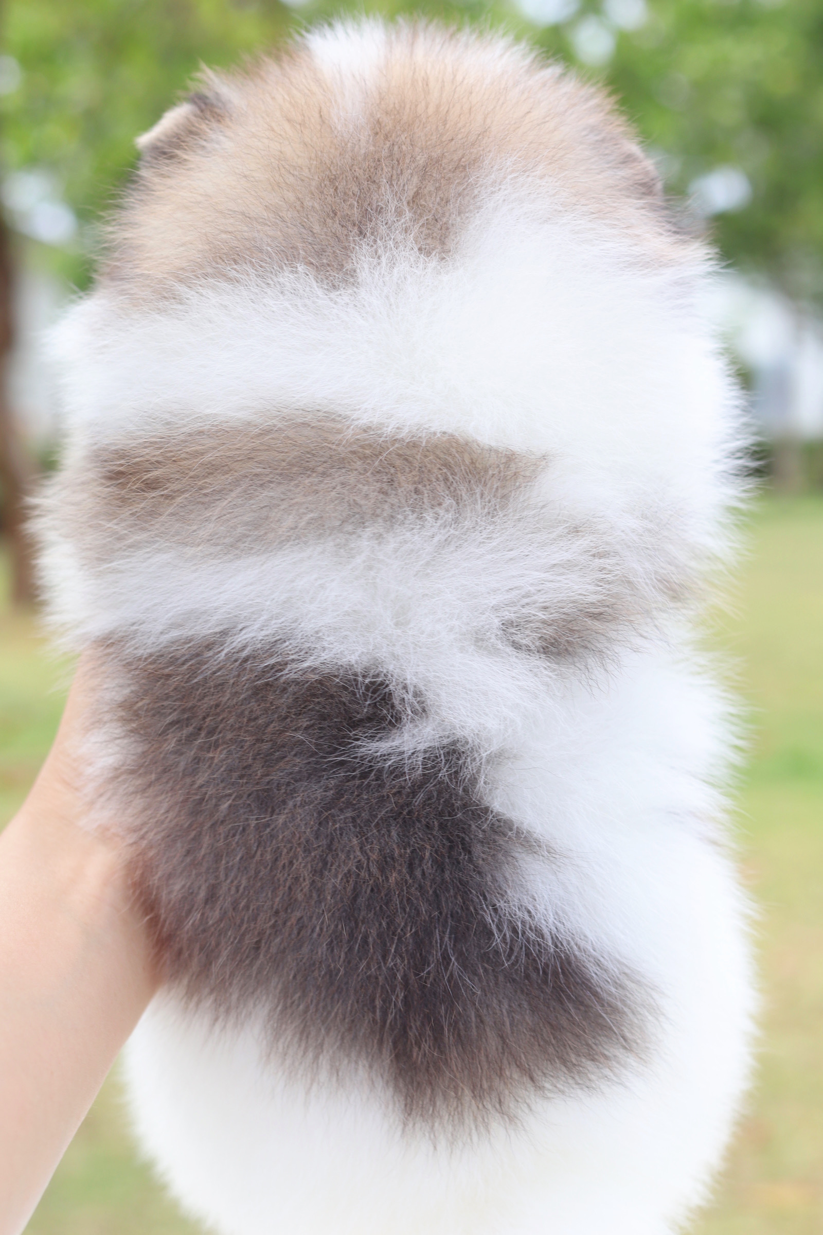 ปอมเมอเรเนียน เพศผู้ สีแฟนซี เกรดโชว์