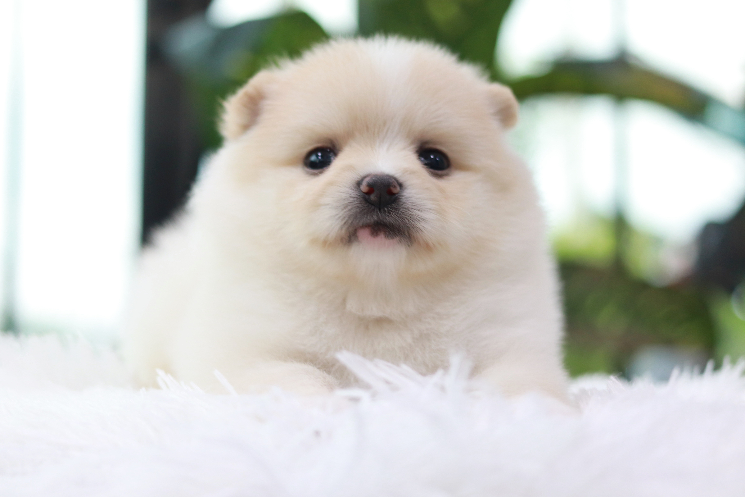 ปอมเมอเรเนียน เพศผู้