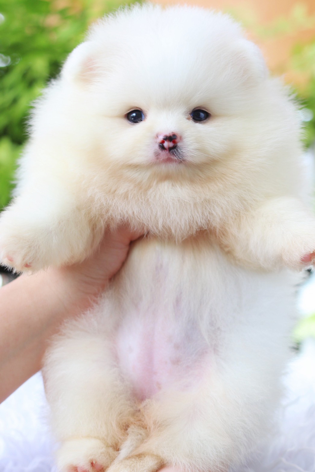 ปอมเมอเรเนียน เพศเมียสีขาวครีม เกรดโชว์