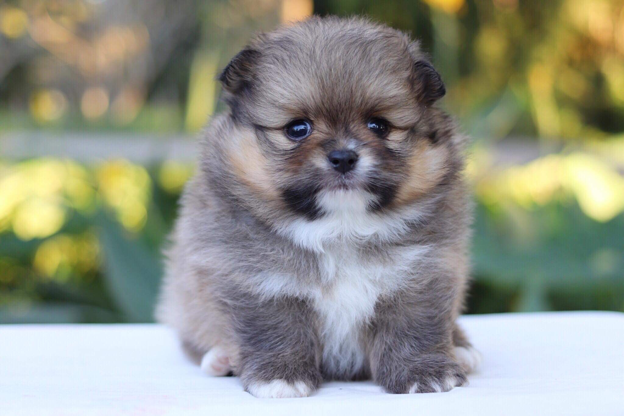 ปอมเมอเรเนียน เพศผู้