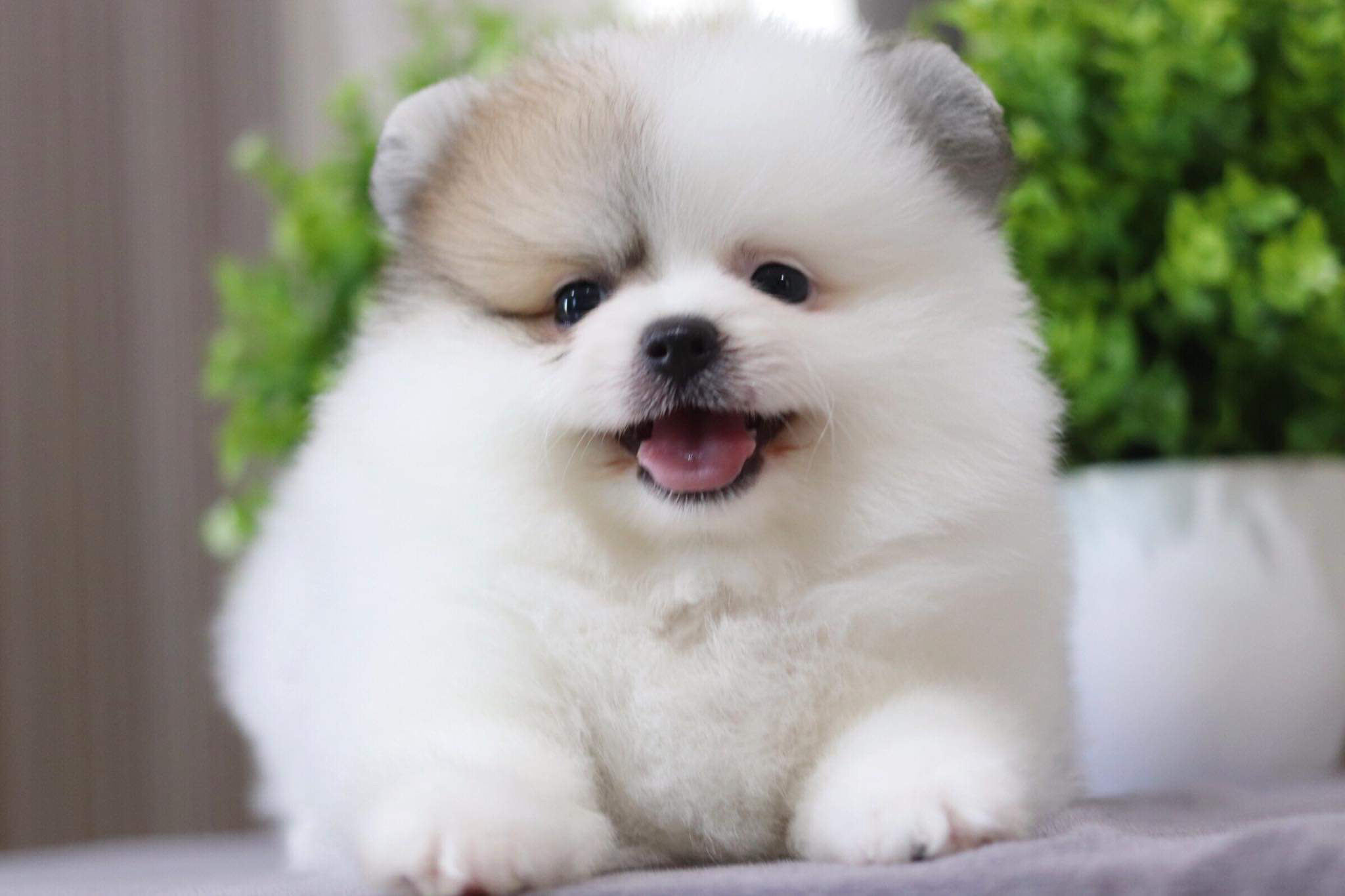 ปอมเมอเรเนียน เพศผู้