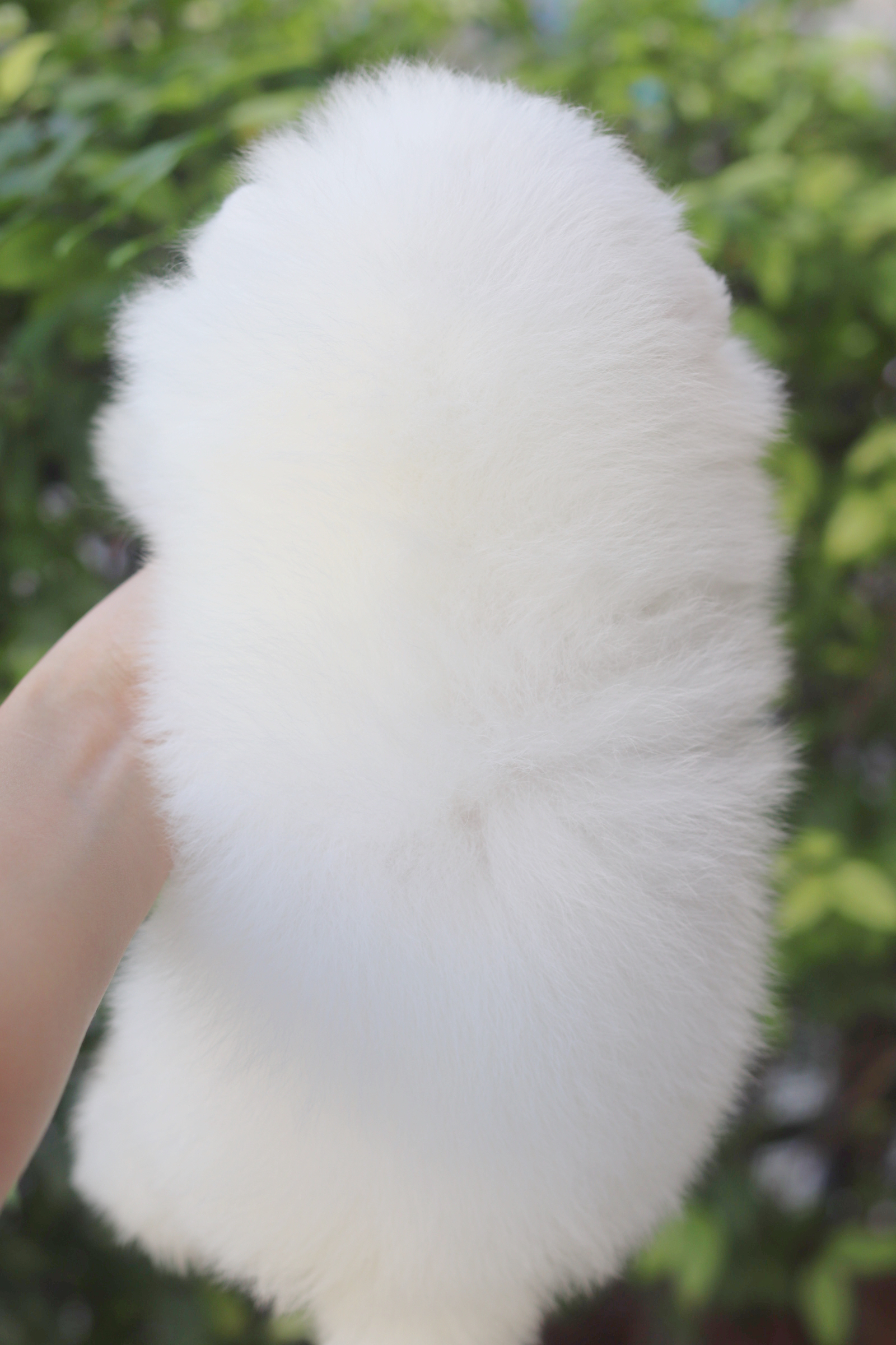 ปอมเมอเรเนียน เพศผู้สีขาวครีมเกรดโชว์