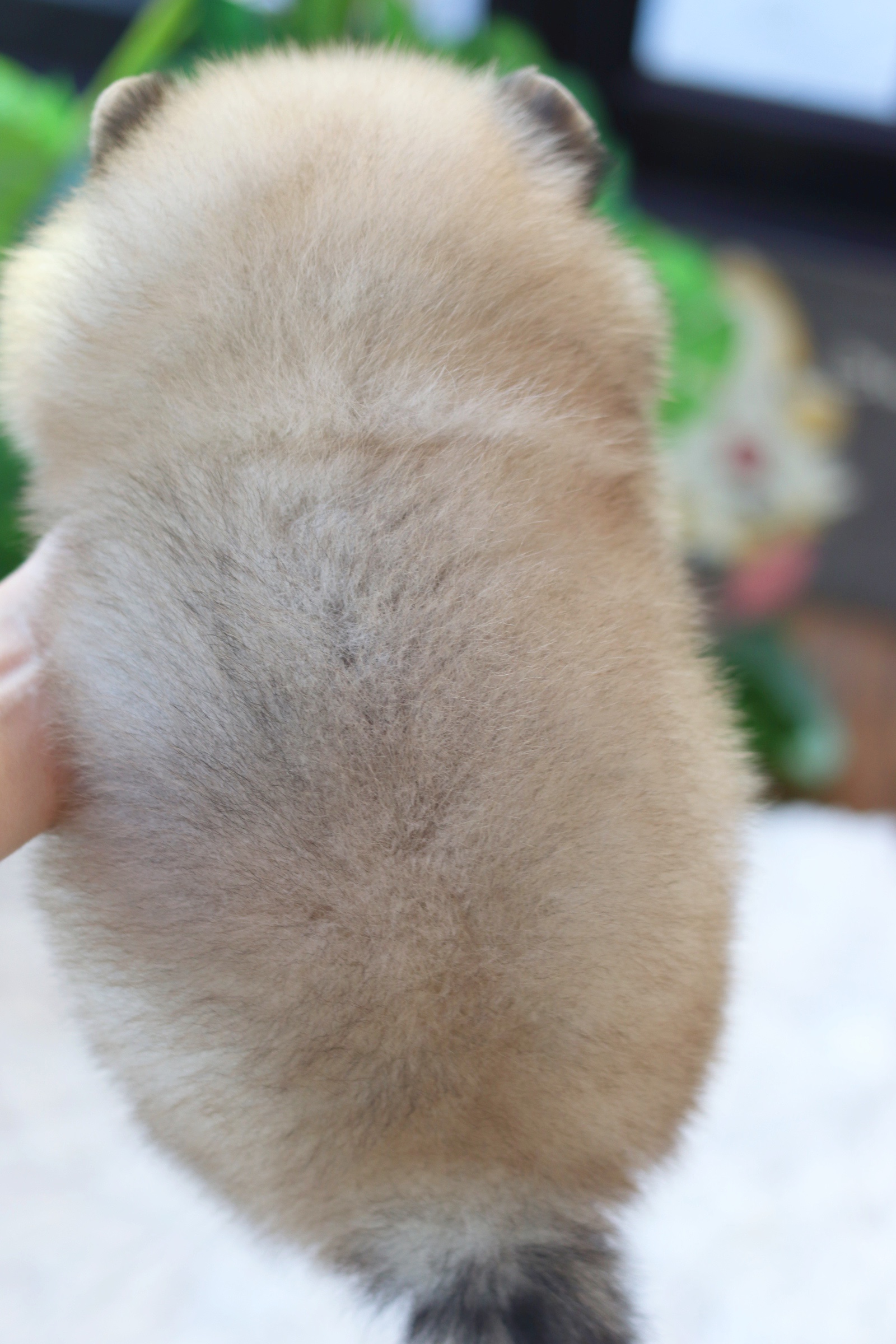 ปอมเมอเรเนียน เพศเมียสีส้ม