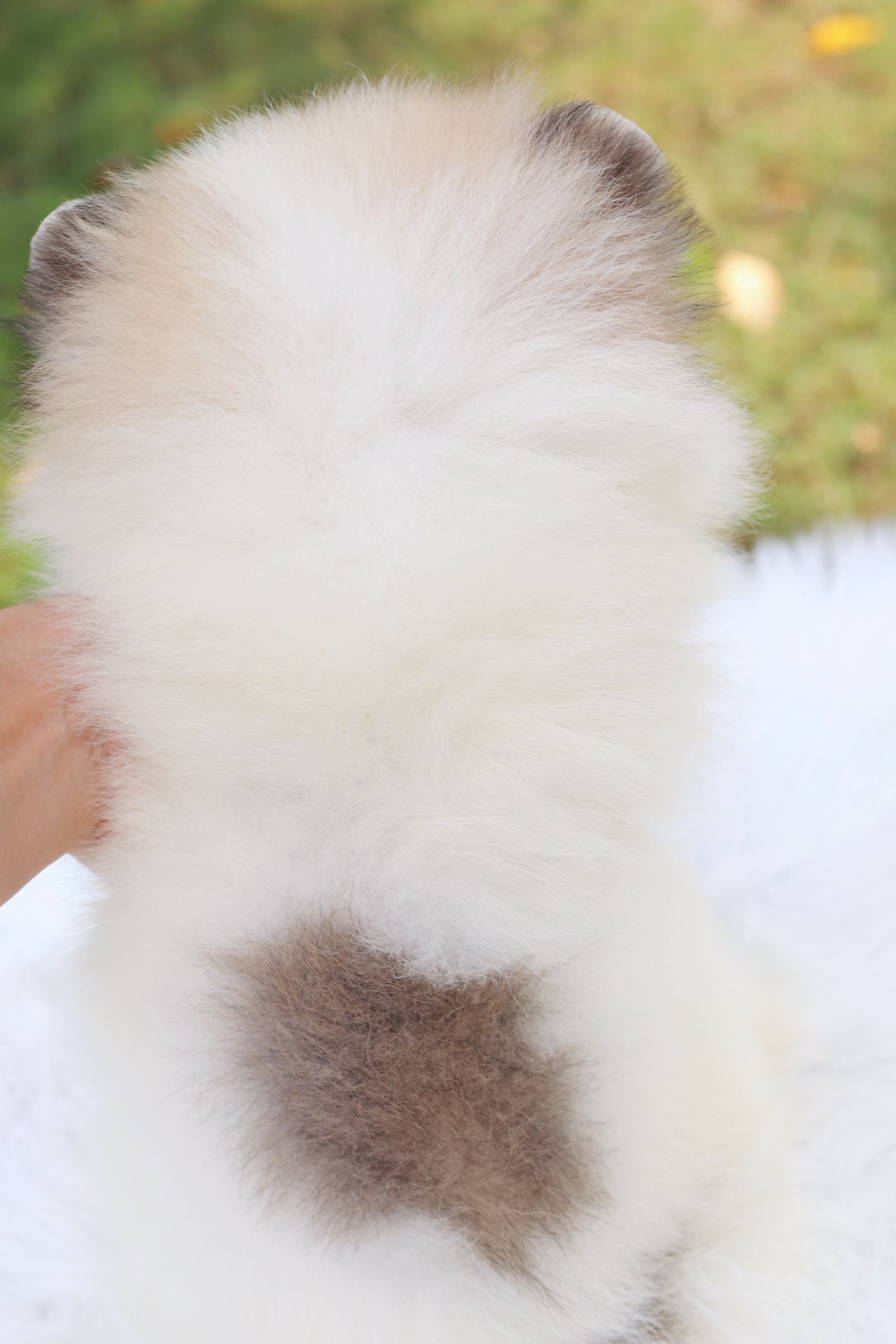 ปอมเมอเรเนียน เพศเมียแฟนซี