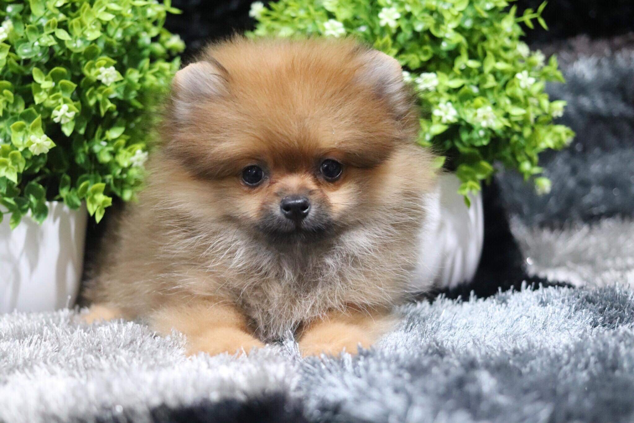 ปอมเมอเรเนียน เพศเมีย (3 เดือน)