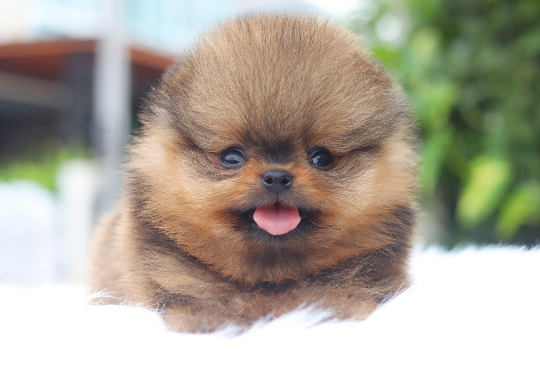 ปอมเมอเรเนียน เพศผู้สีส้มไซส์เล็ก