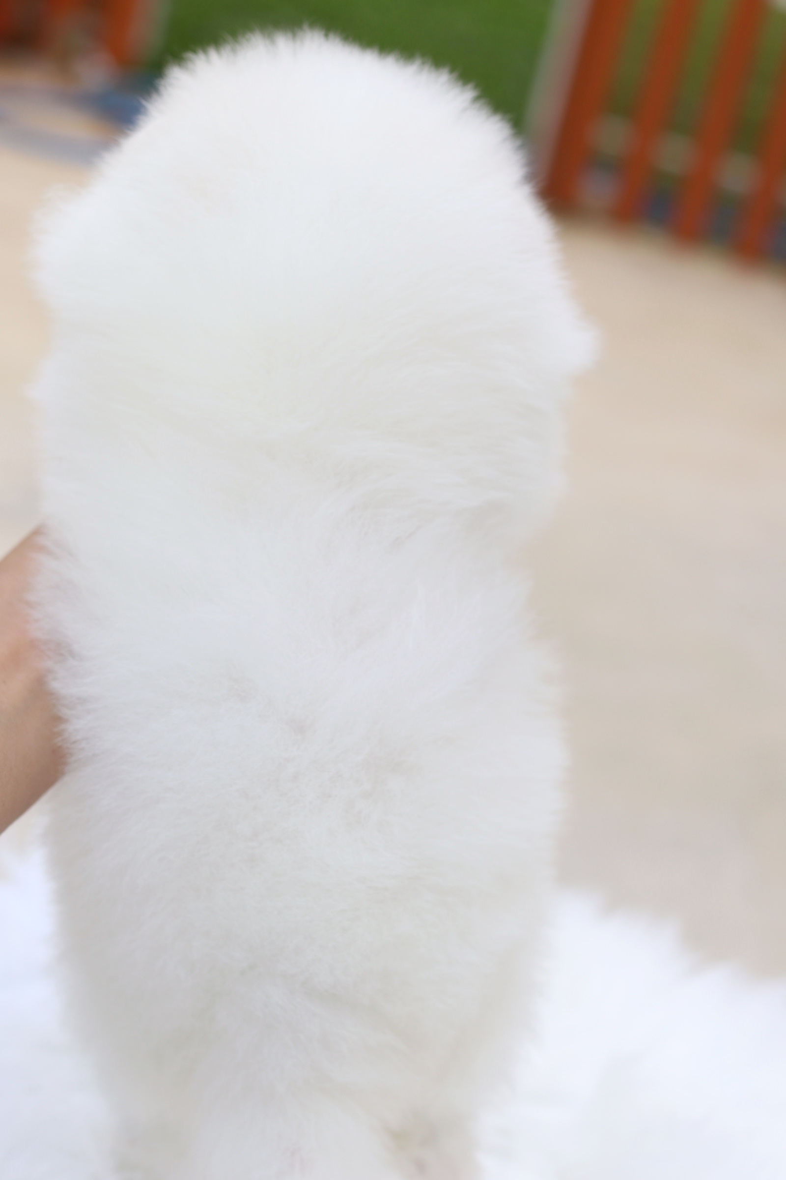 ปอมเมอเรเนียน เพศเมีย สีขาวครีม