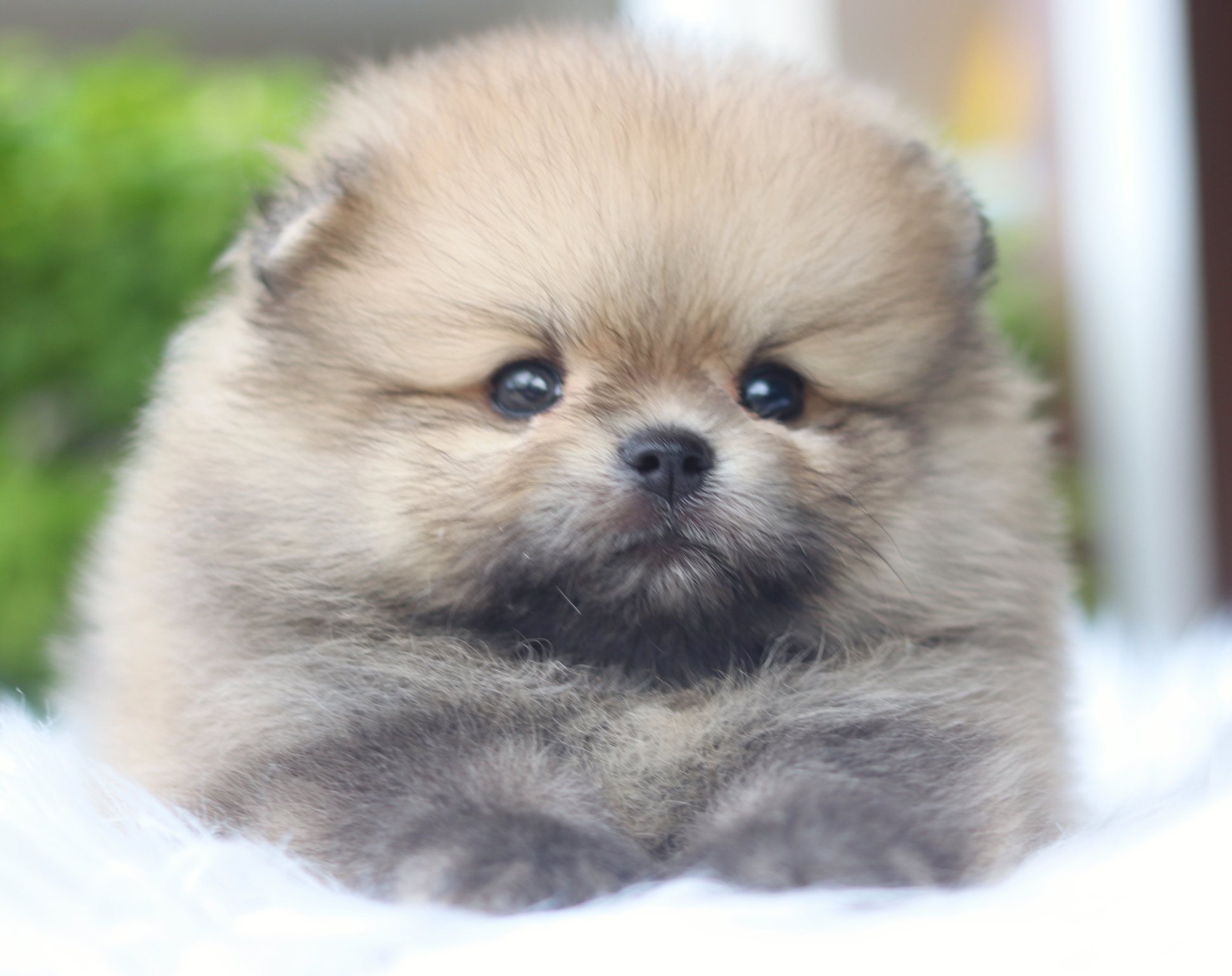 ปอมเมอเรเนียน เพศผู้สีส้มเกรดโชว์