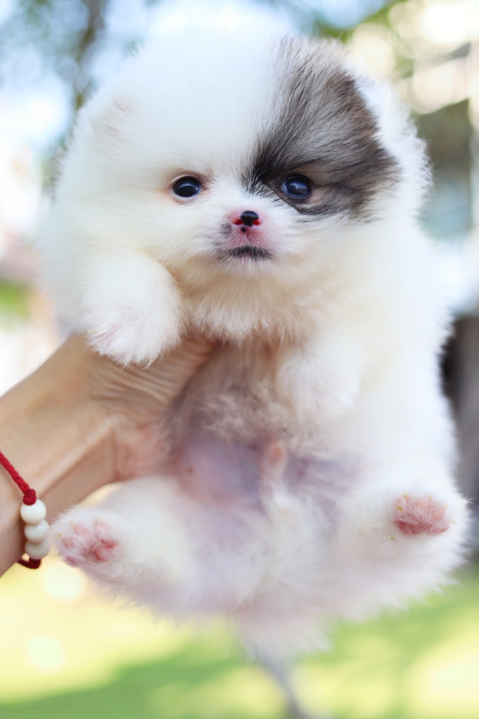 ปอมเมอเรเนียน เพศผู้แฟนซี ไซส์เล็ก