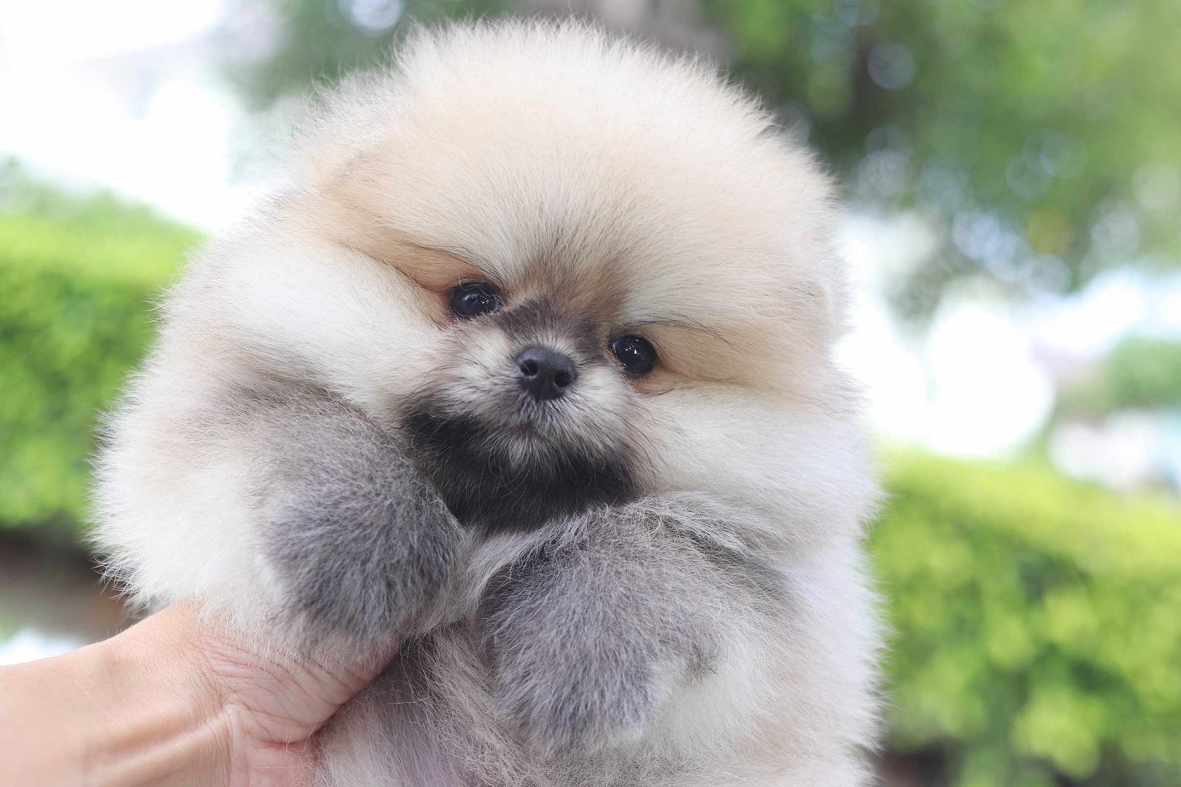 ปอมเมอเรเนียน เพศผู้ สีส้ม เกรดโชว์