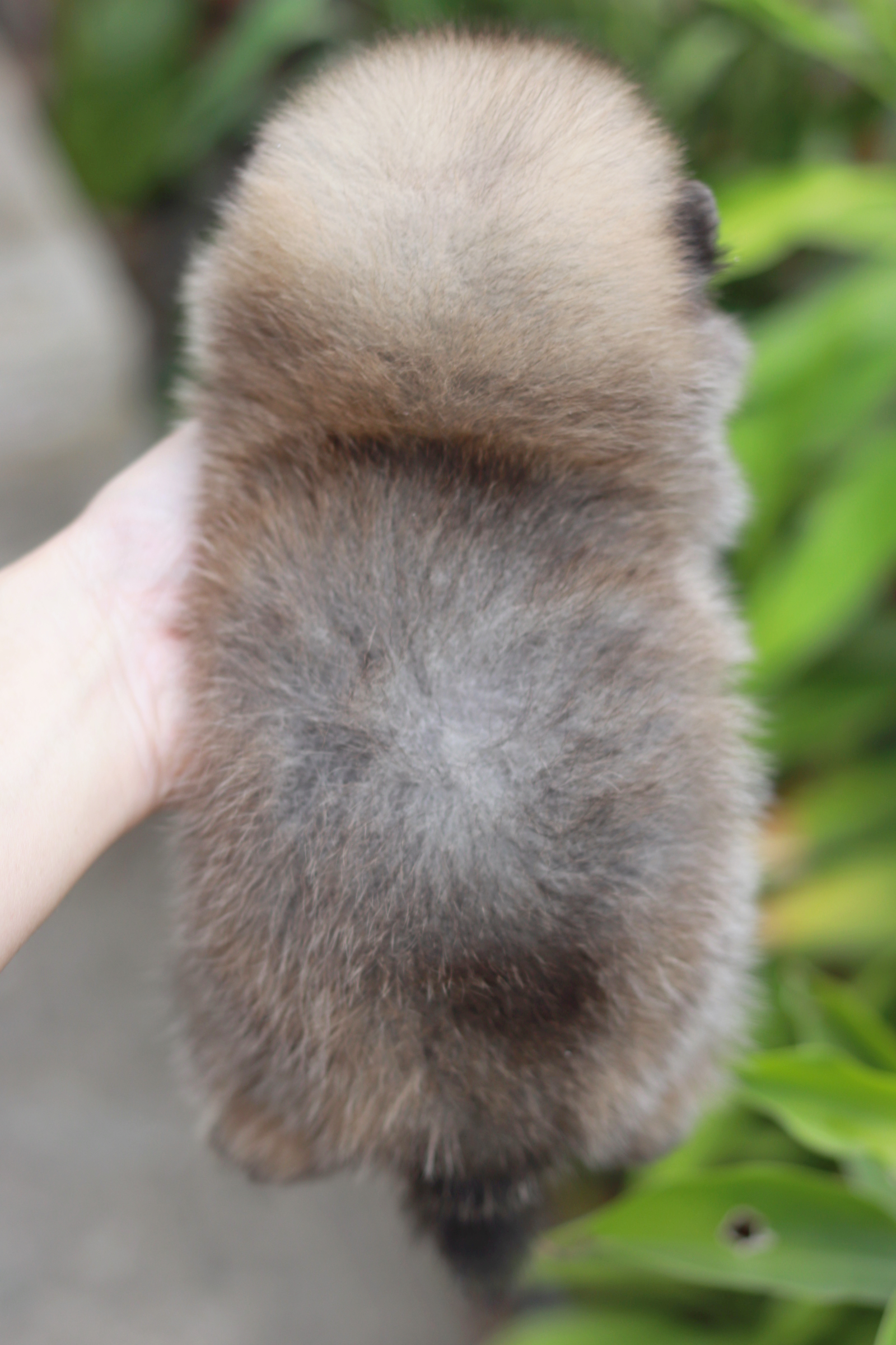 ปอมเมอเรเนียน เพศผู้