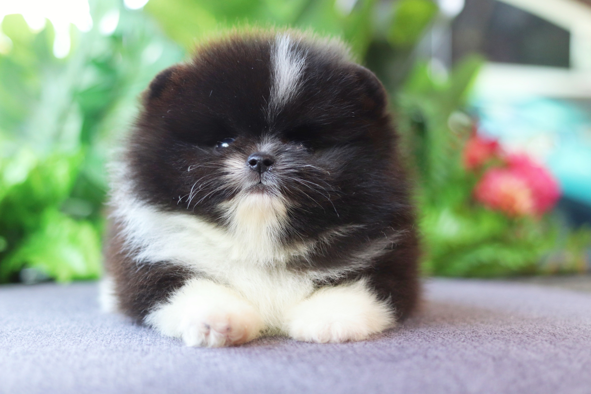 ปอมเมอเรเนียน เพศผู้แฟนซี