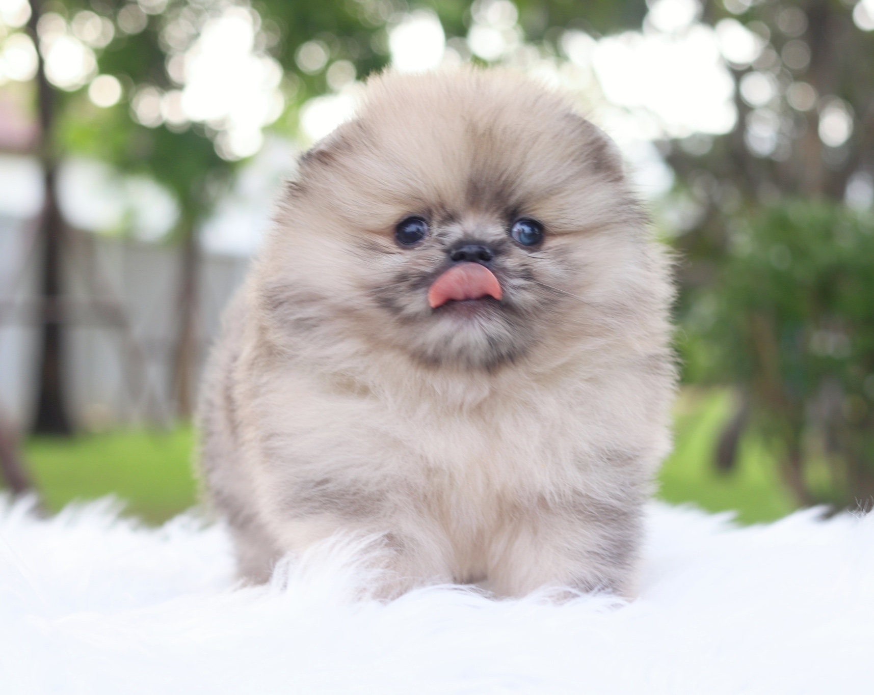 ปอมเมอเรเนียน เพศผู้สีเรดเมอร์เร่ตาสีฟ้า