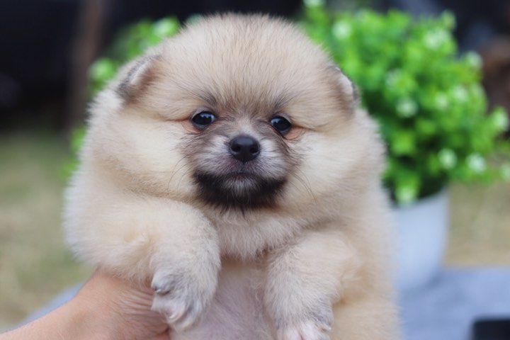 ปอมเมอเรเนียน เพศเมีย