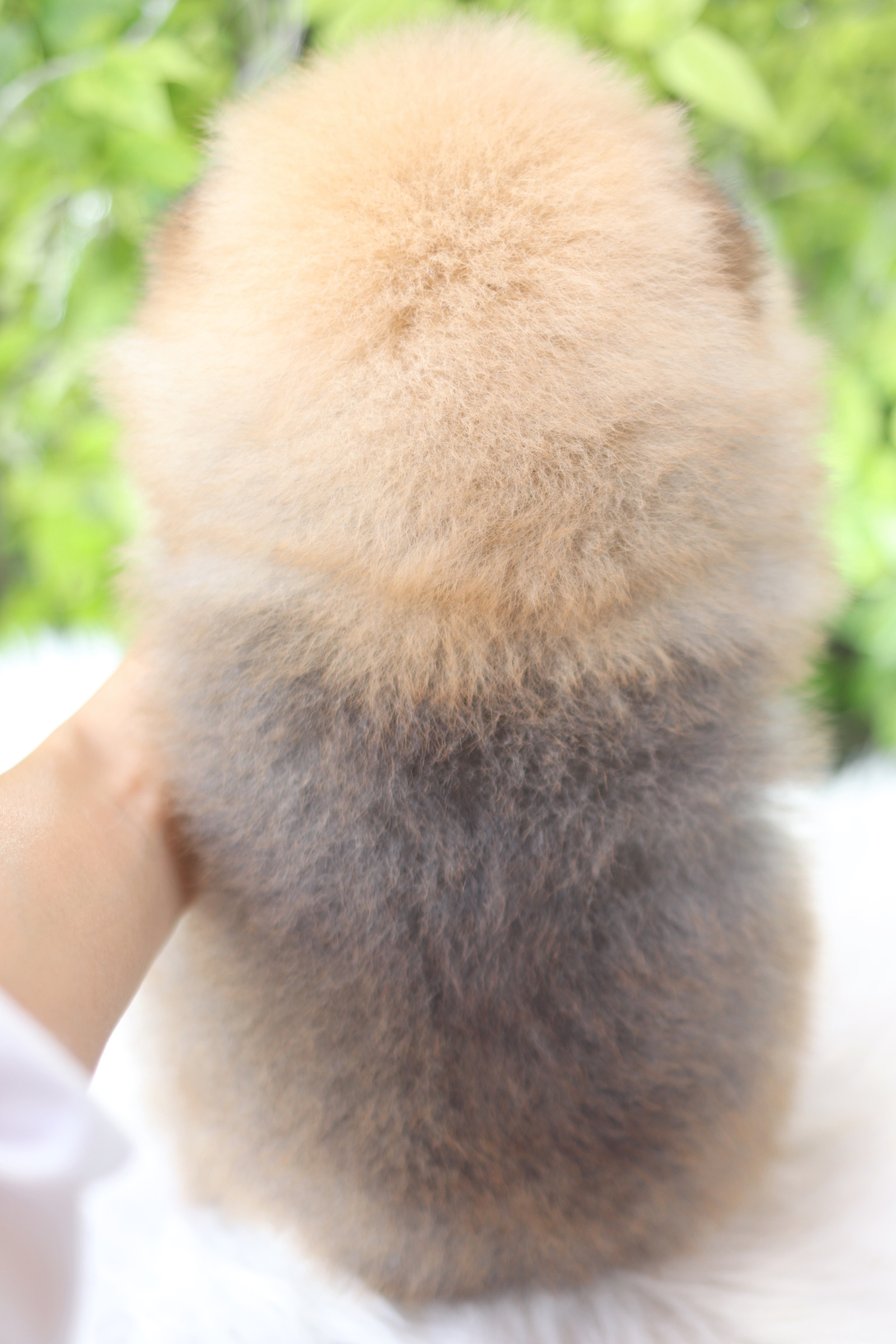 ปอมเมอเรเนียน เพศเมียสีส้มเกรดโชว์