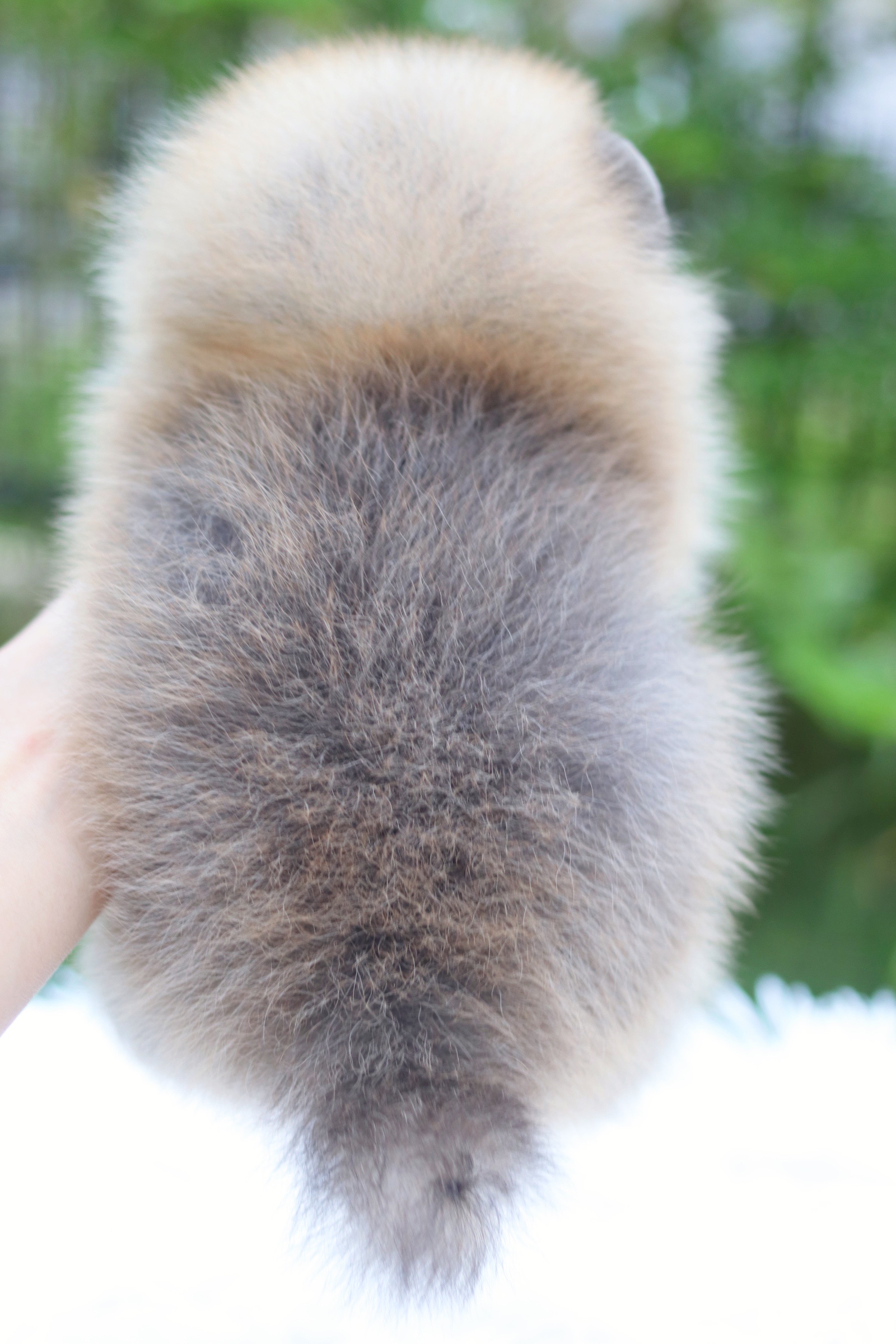 ปอมเมอเรเนียน เพศผู้ สีส้ม