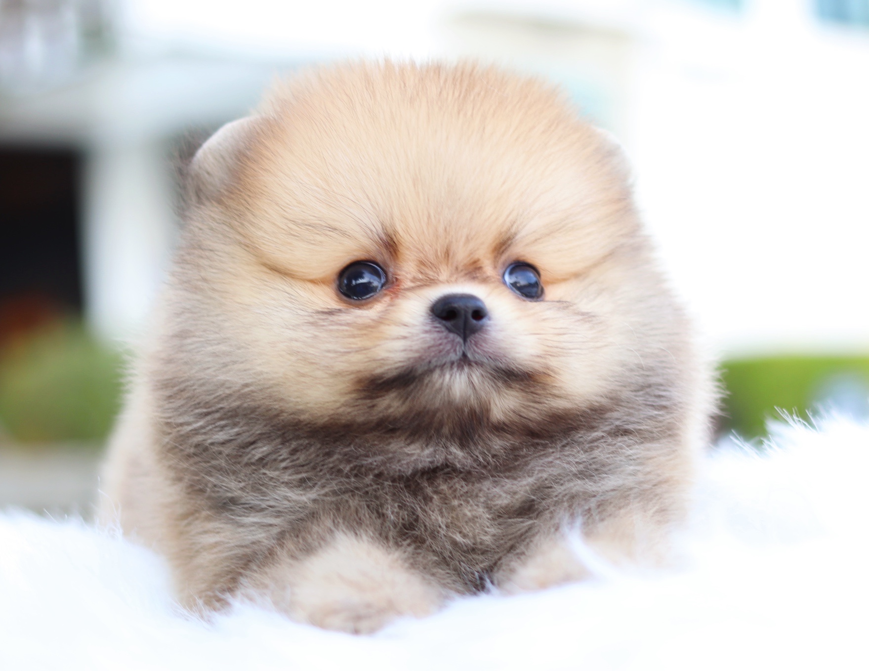 ปอมเมอเรเนียน เพศผู้ สีส้ม ไซส์เล็ก