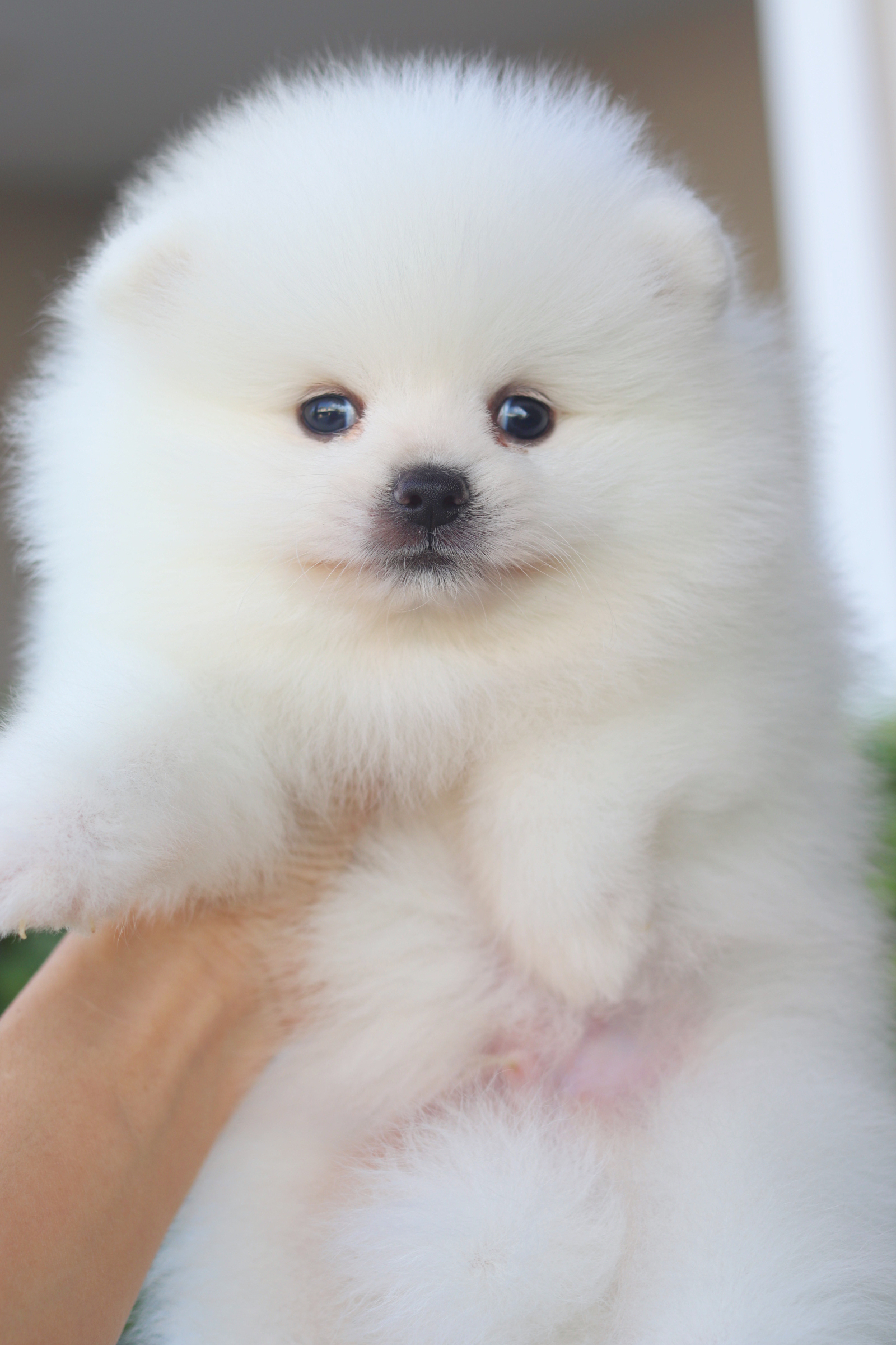 ปอมเมอเรเนียน เพศผู้สีขาวครีมเกรดโชว์