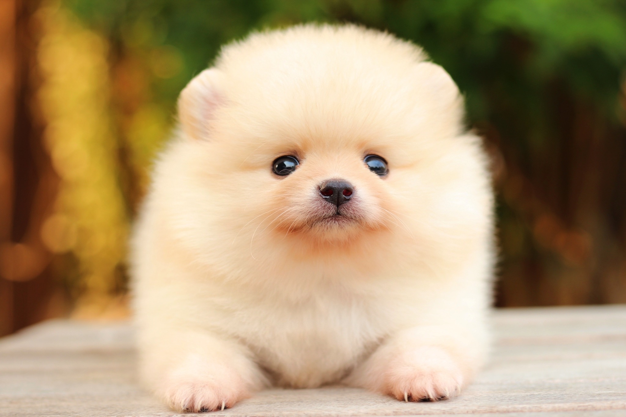 ปอมเมอเรเนียน เพศผู้ครีม