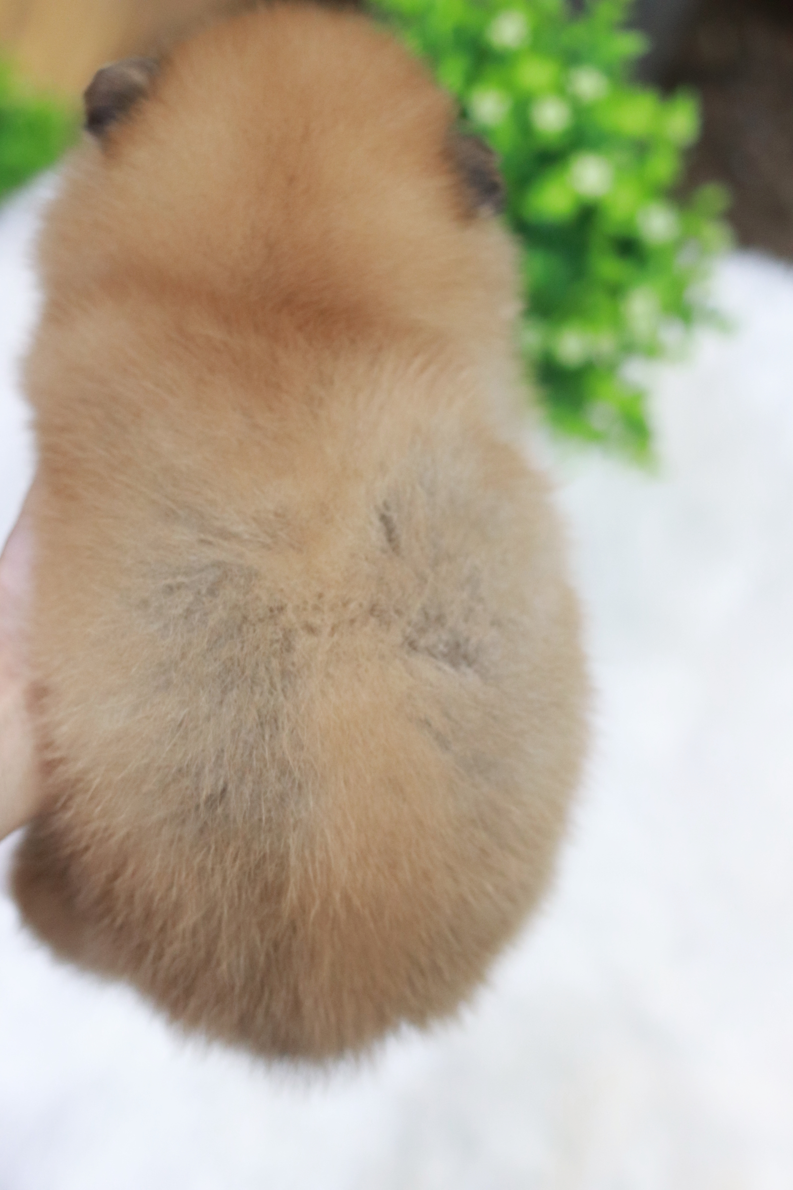 ปอมเมอเรเนียน เพศเมีย สีส้มขนแน่น