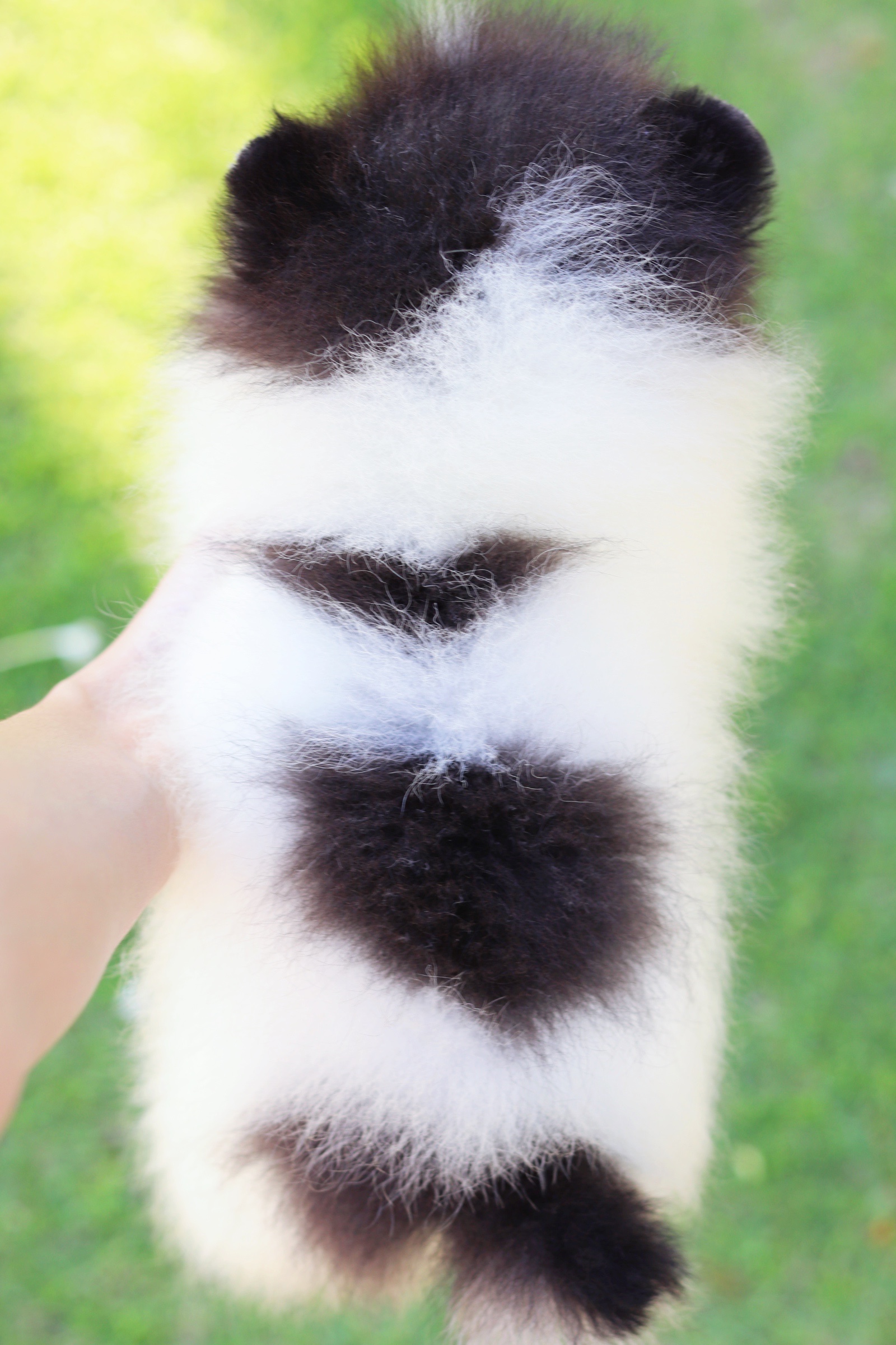 ปอมเมอเรเนียน เพศผู้ สีไตรคัลเลอร์