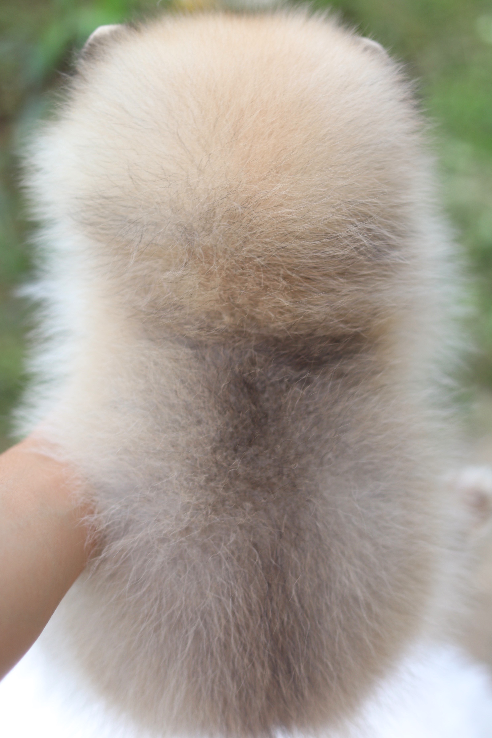 ปอมเมอเรเนียน เพศเมียสีส้ม