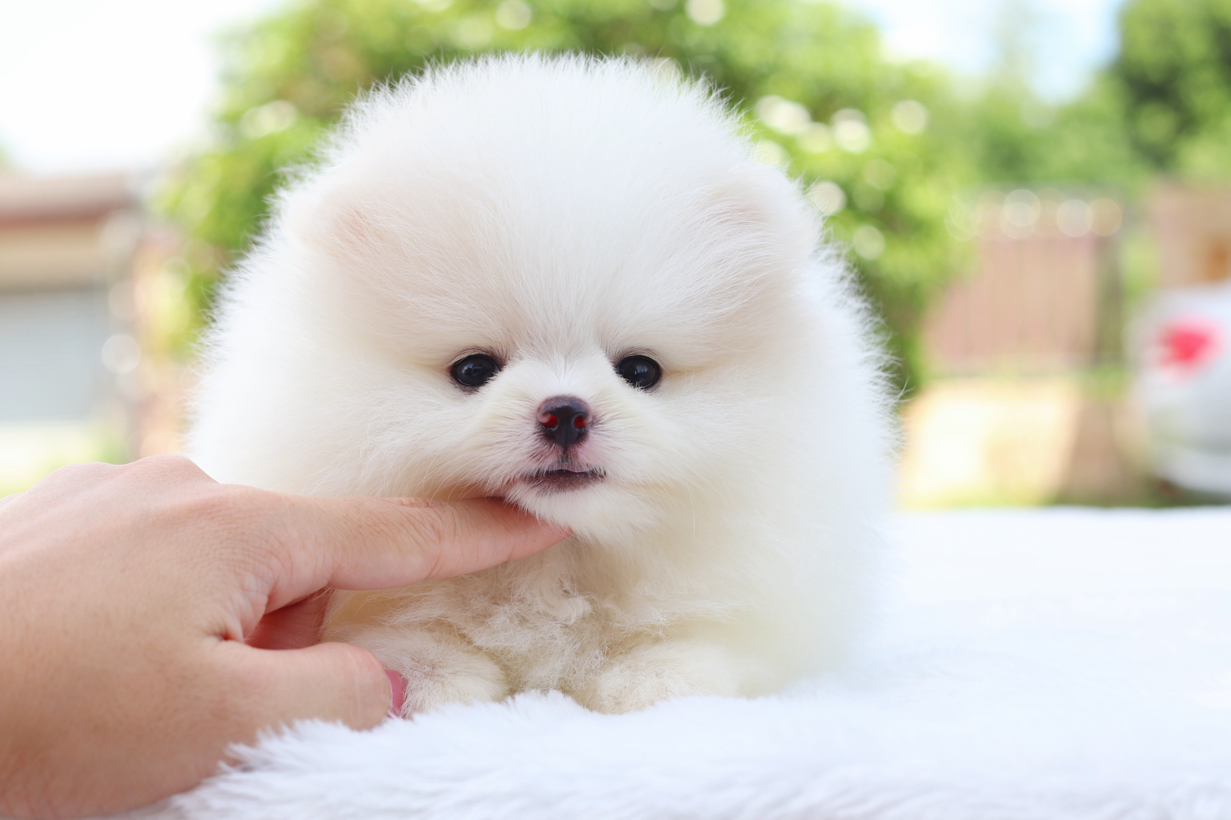 ปอมเมอเรเนียน เพศผู้สีขาวครีมเกรดโชว์