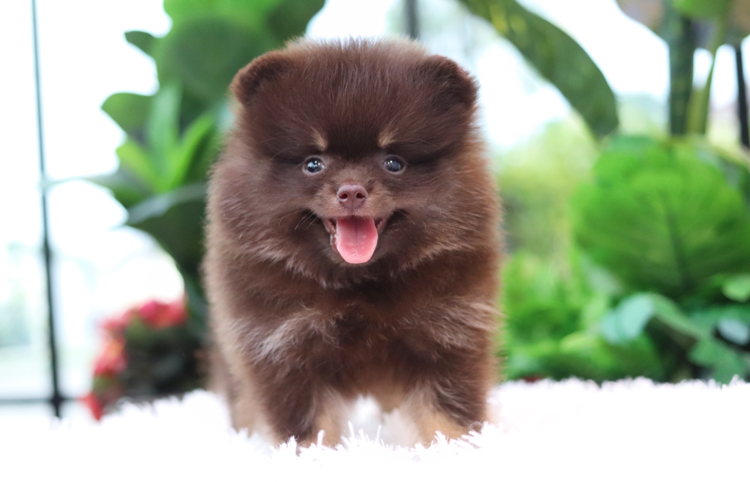 ปอมเมอเรเนียน เพศผู้ สีช็อคโกแลต&แทน