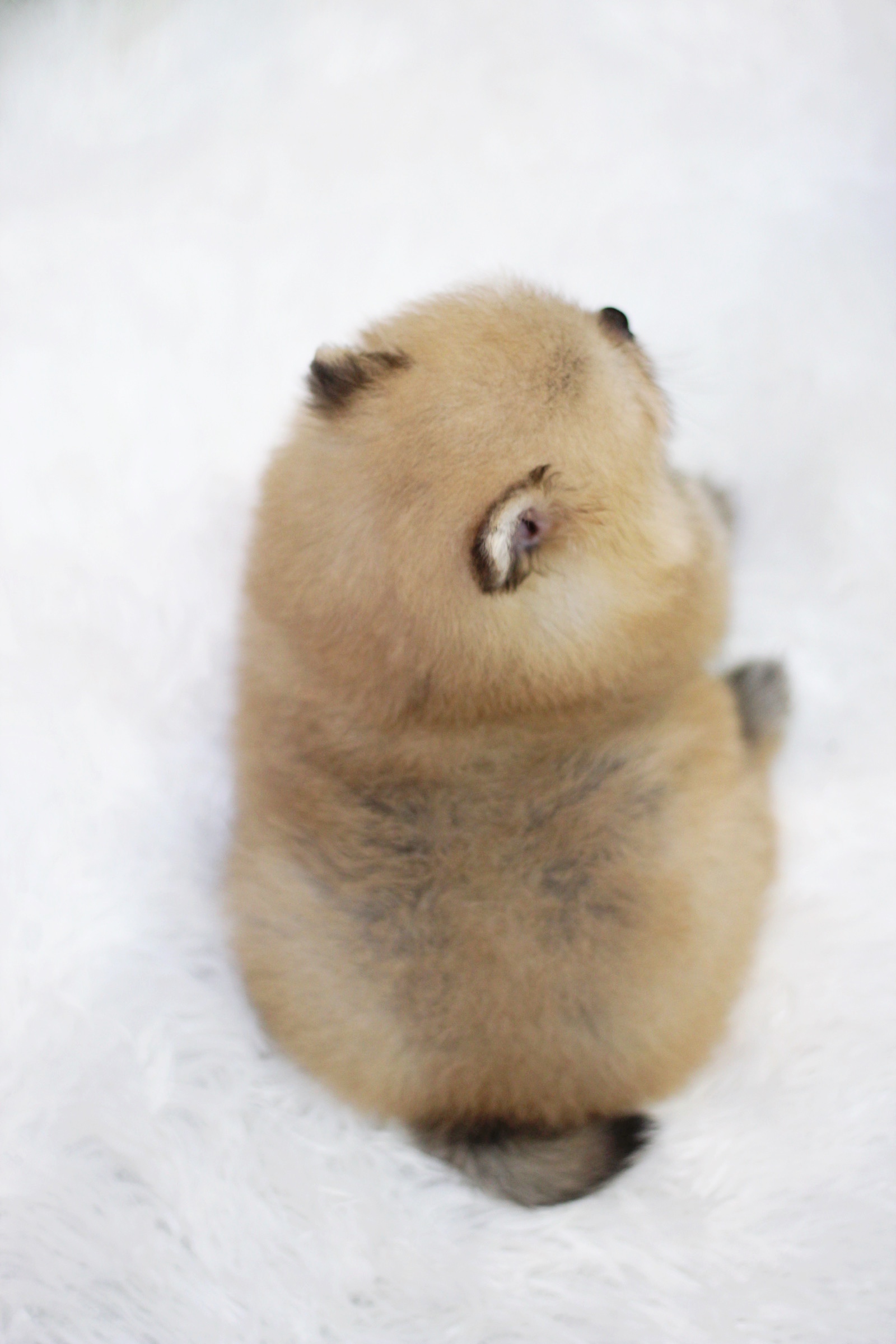 ปอมเมอเรเนียน เพศเมียสีส้ม