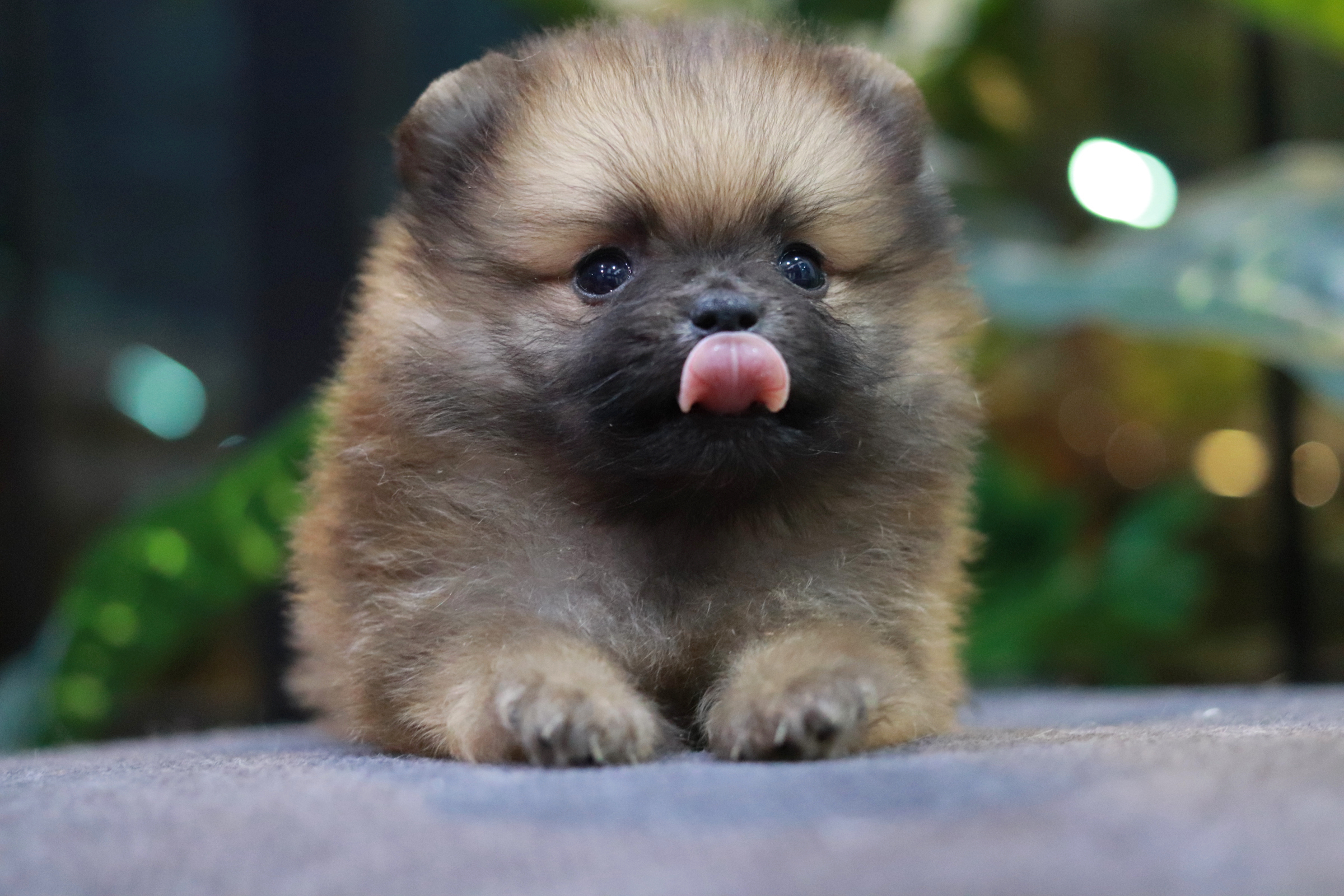 ปอมเมอเรเนียน เพศผู้