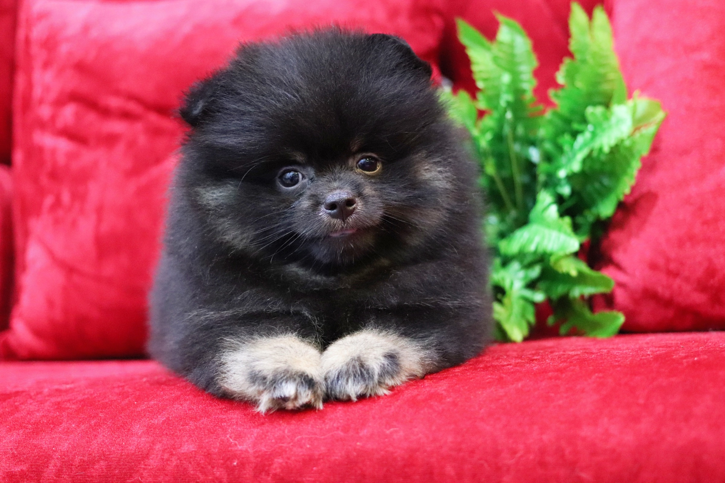 ปอมเมอเรเนียน เพศผู้ แบล็คแทน