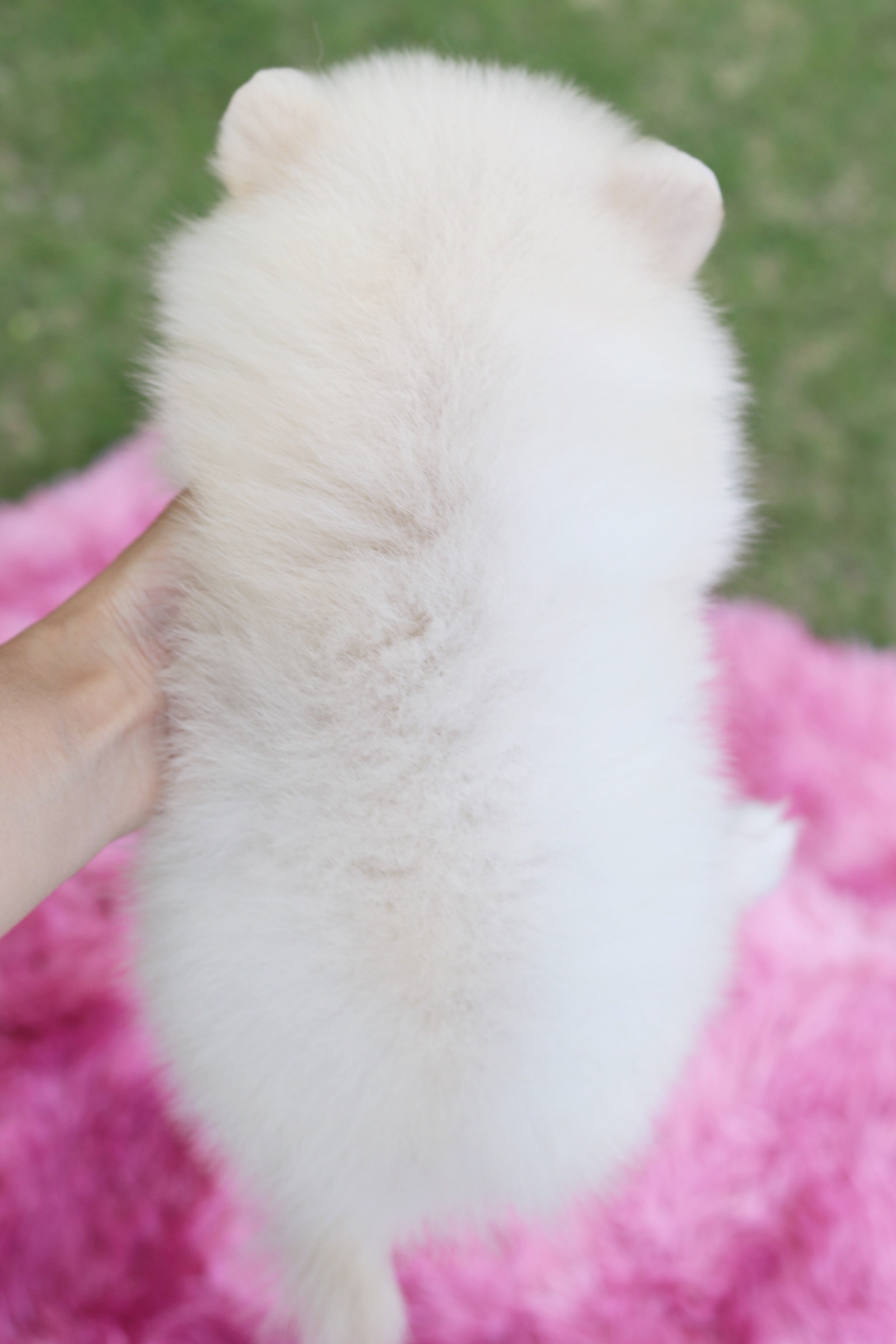 ปอมเมอเรเนียน เพศเมีย สีขาวครีม ไซส์เล็ก