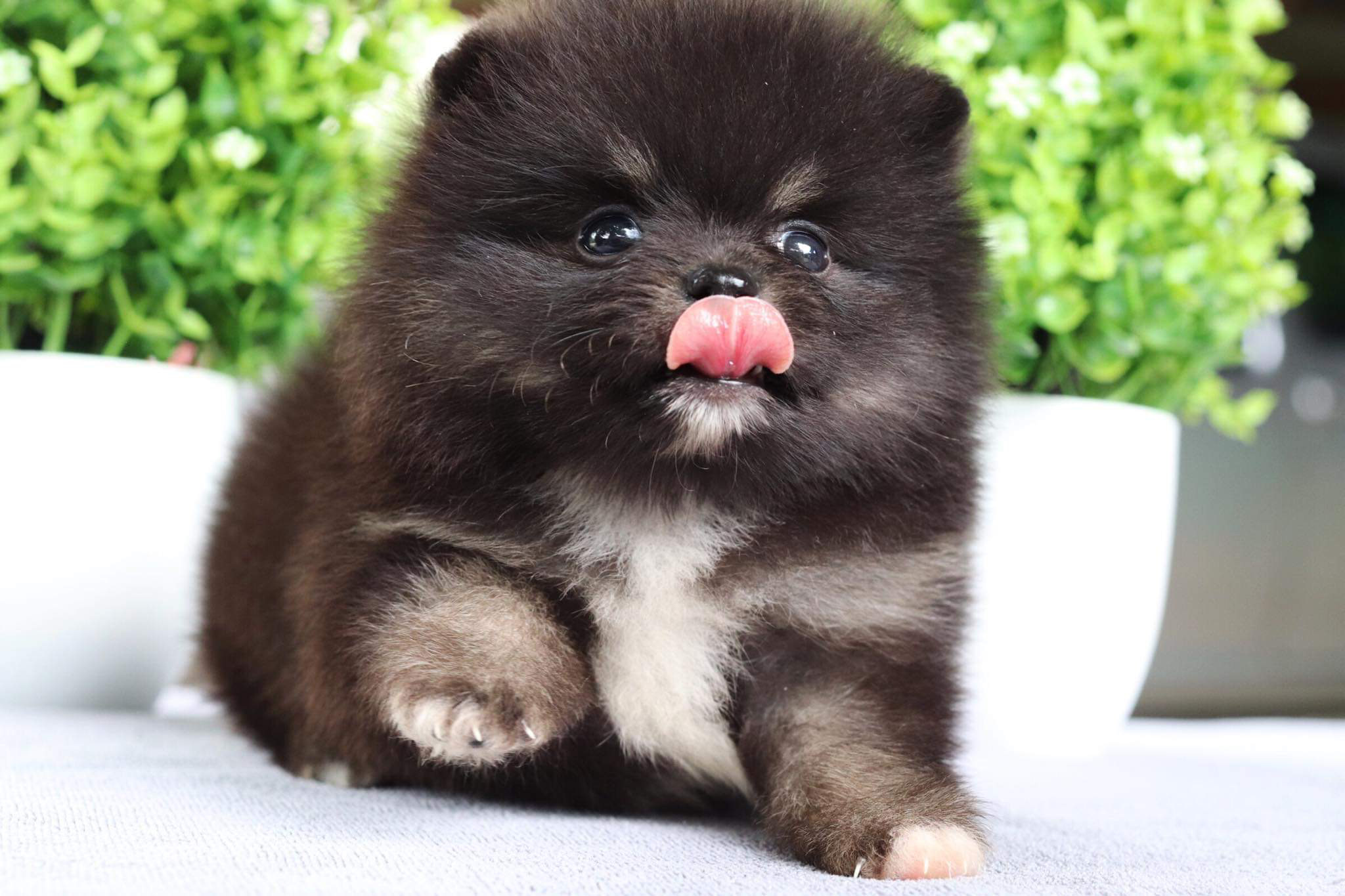 ปอมเมอเรเนียน เพศผู้