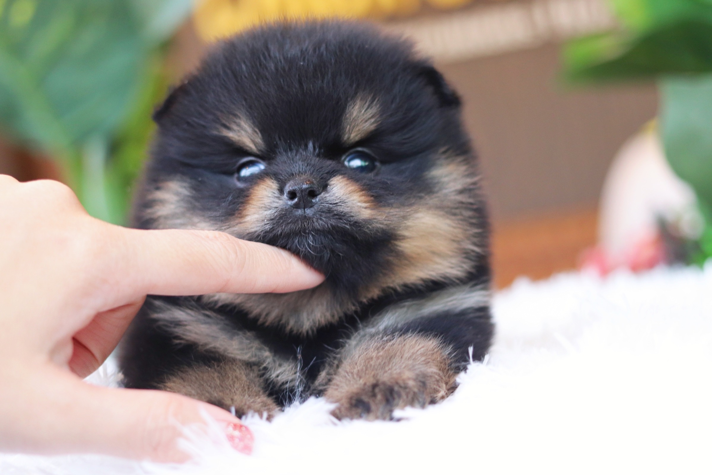 ปอมเมอเรเนียน เพศผู้ แบล็คแทน เกรดโชว์