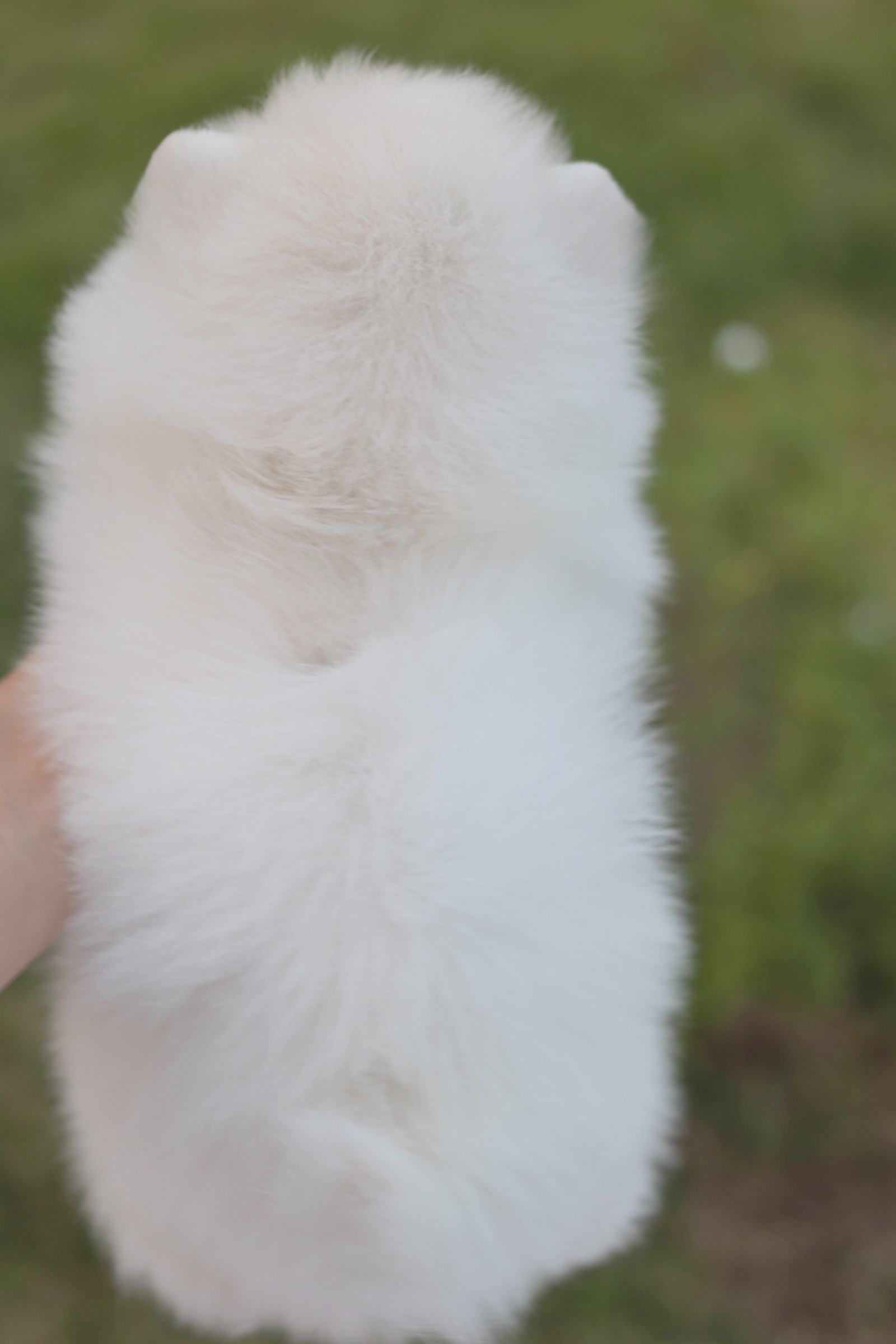 ปอมเมอเรเนียน เพศเมียขาวครีม