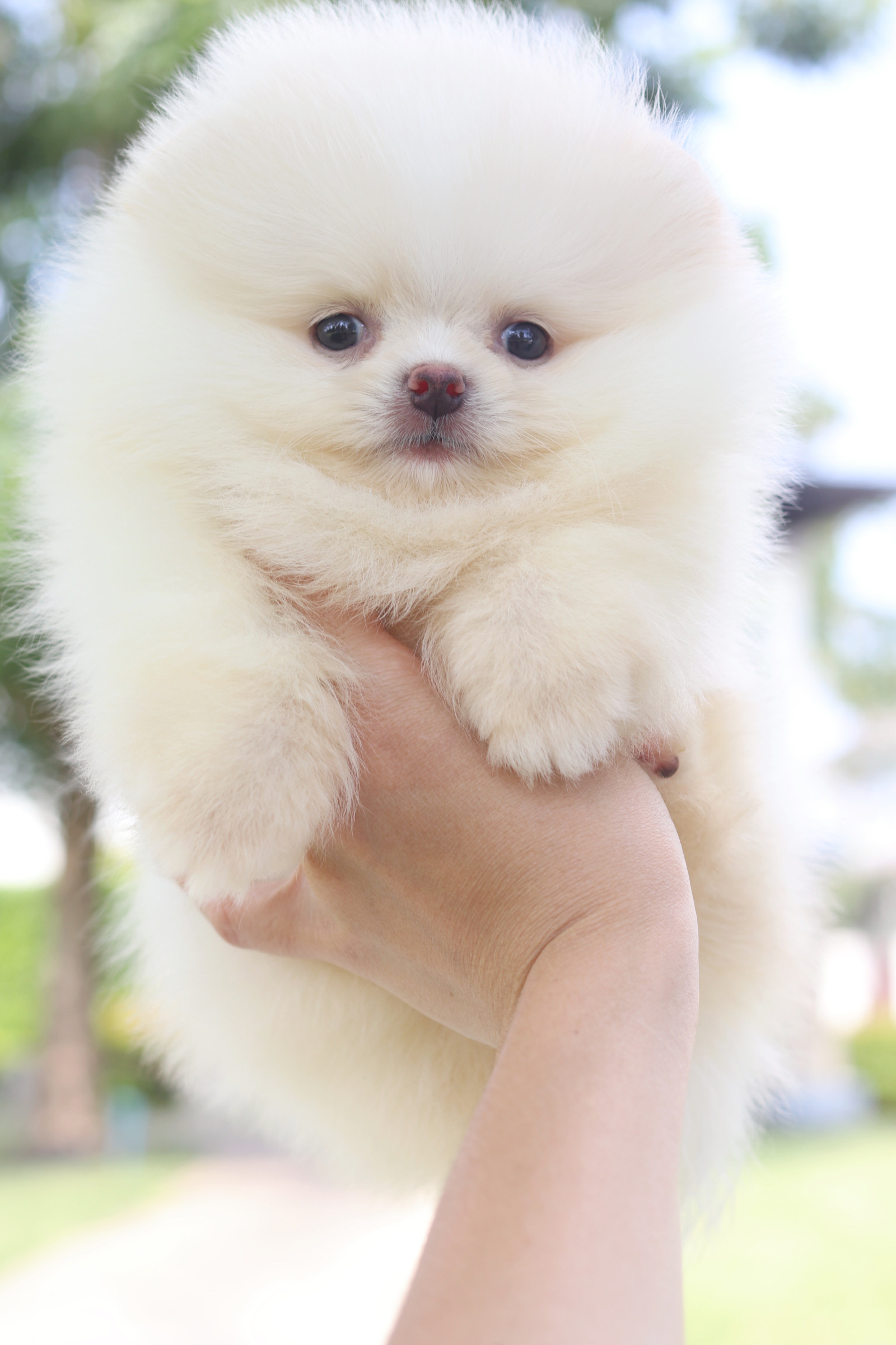 ปอมเมอเรเนียน เพศผู้สีขาวครีม เกรดโชว์